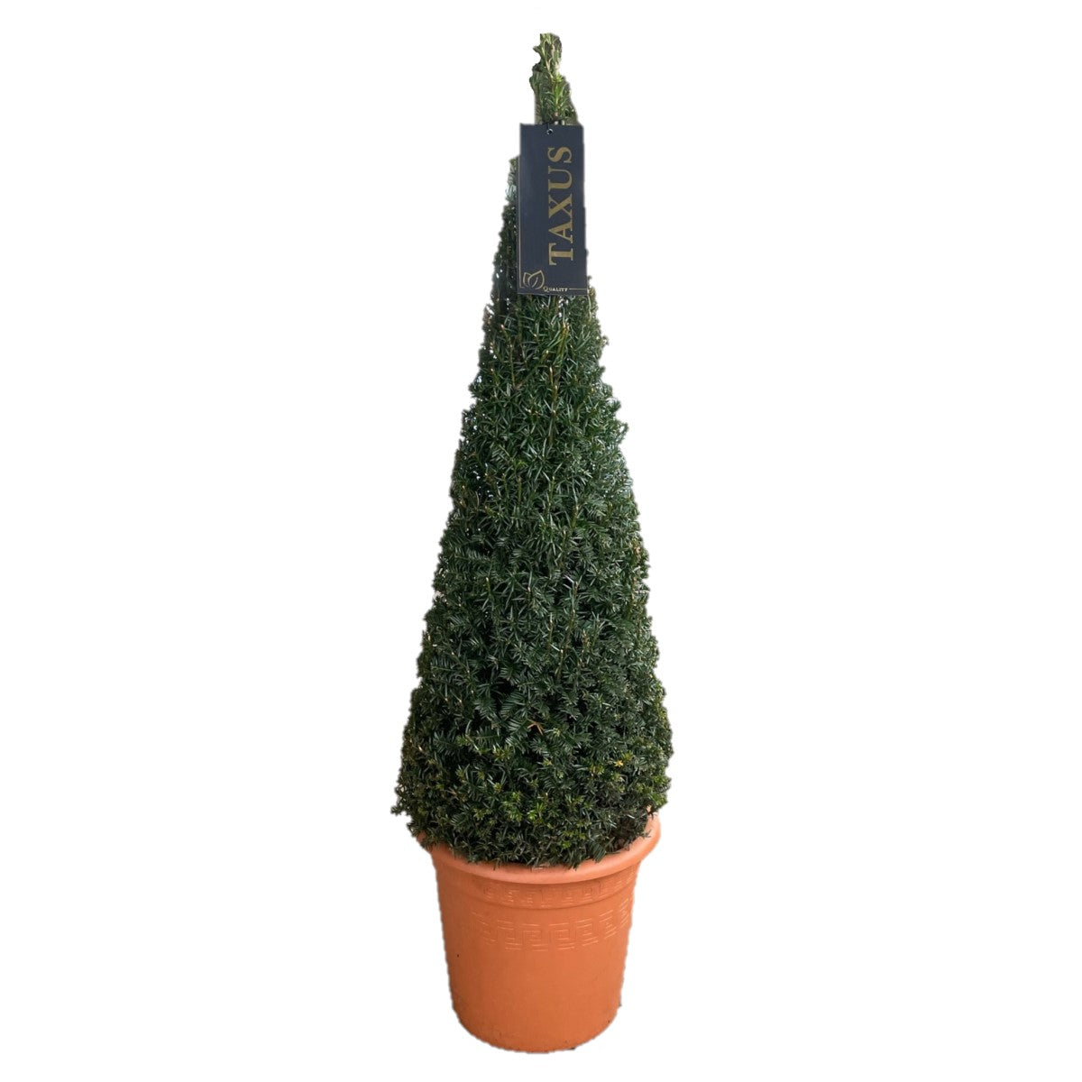 Idegran baccata - 70-80 CM CONE C7,5/P26