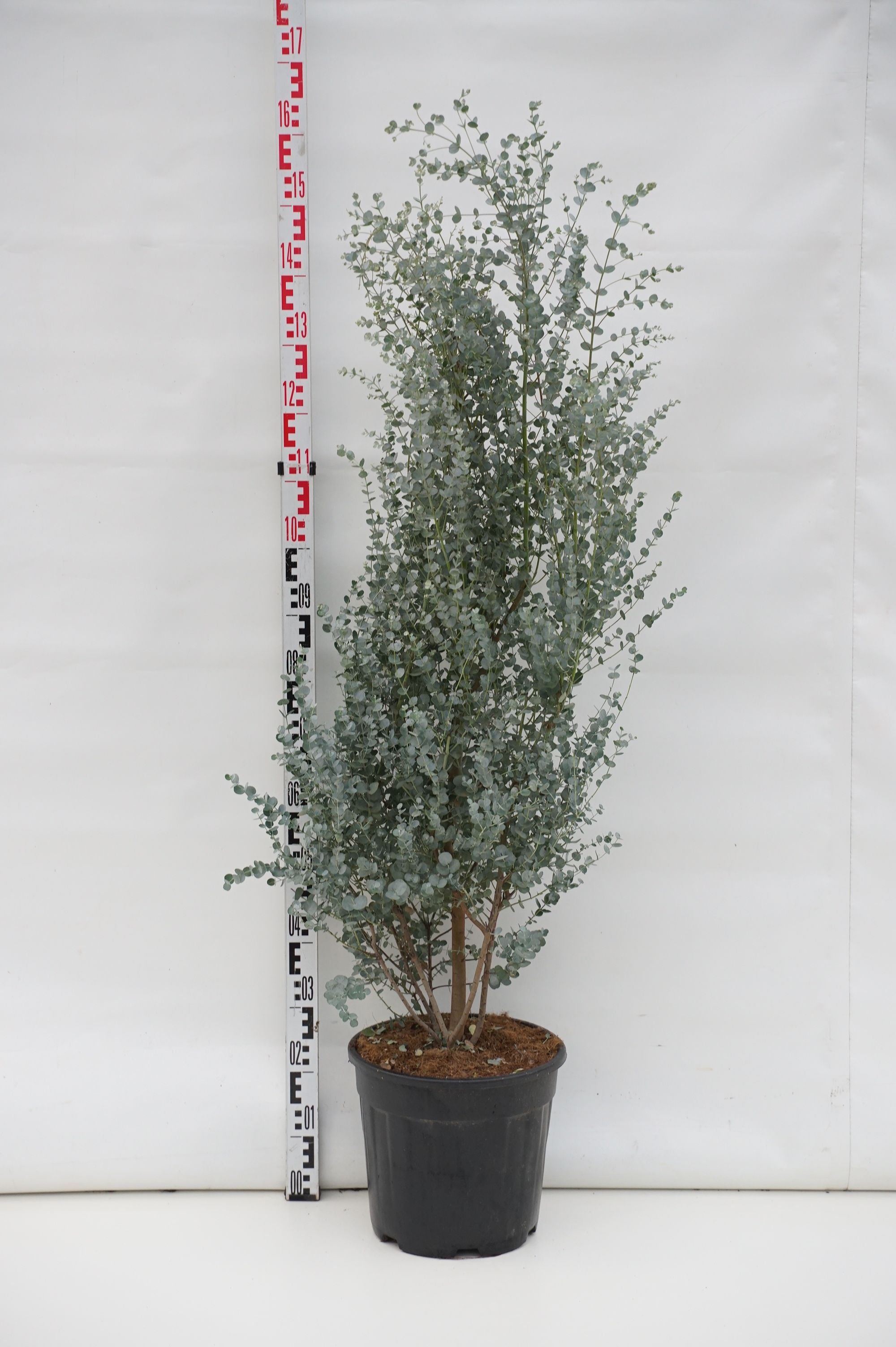 Eukalyptus gunnii &