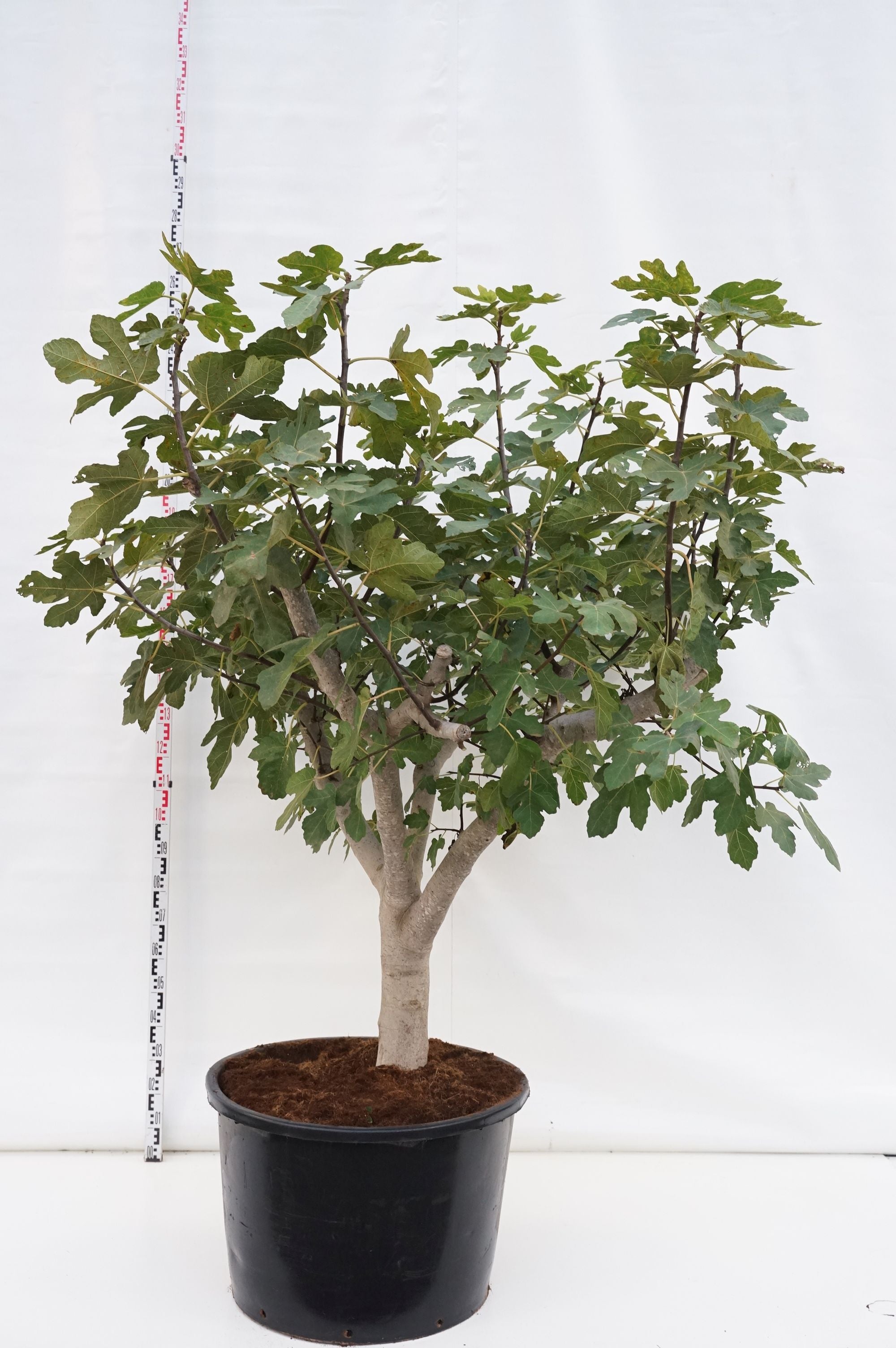 Fikon carica - C160 SOLITAIR