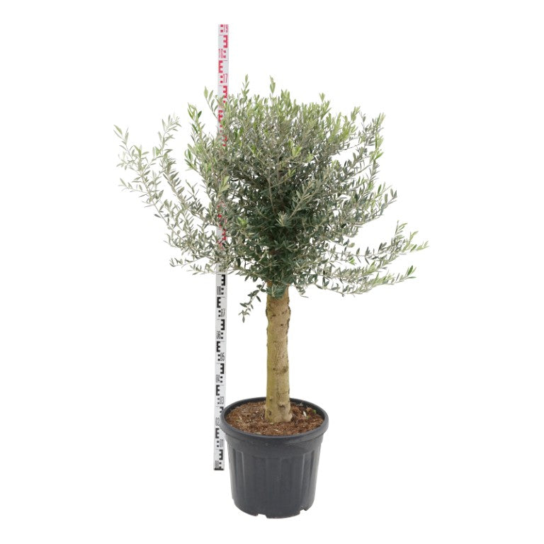 Olea europaea 60 cm stam C45 (45 liters kruka)