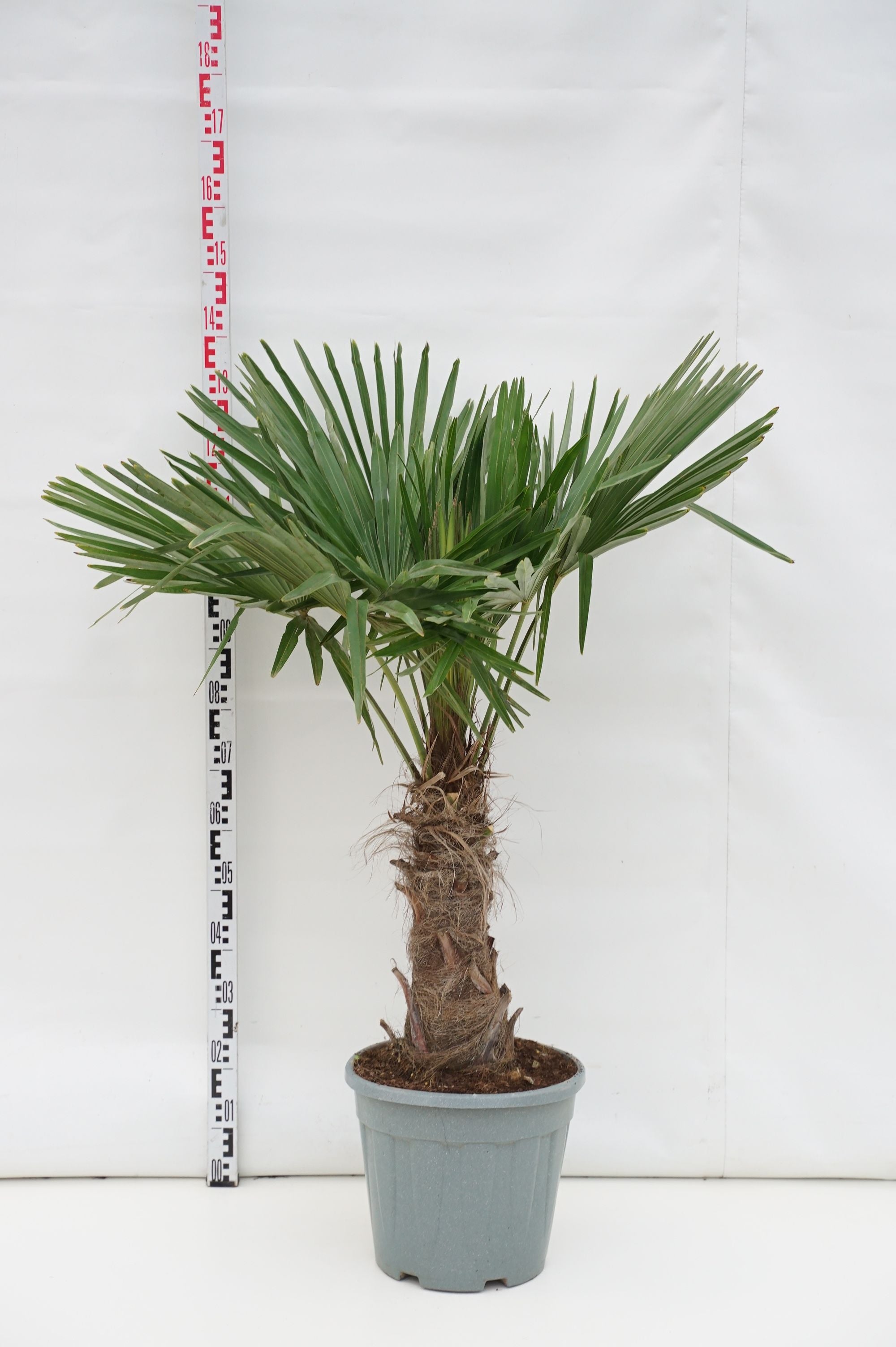 Hamppalm fortunei - 30 CM STEM C20