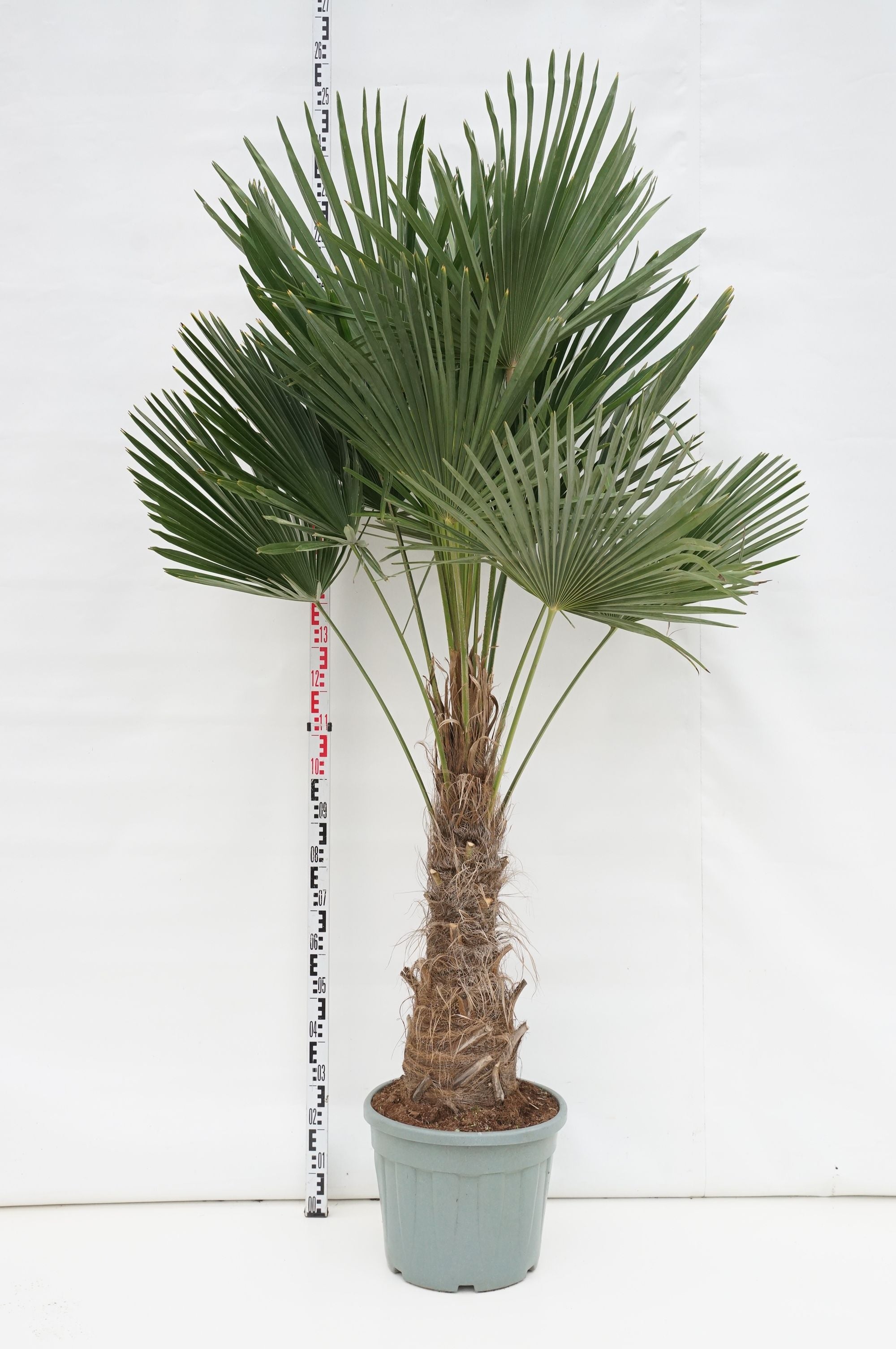 Hamppalm fortunei - 50 CM STEM C35