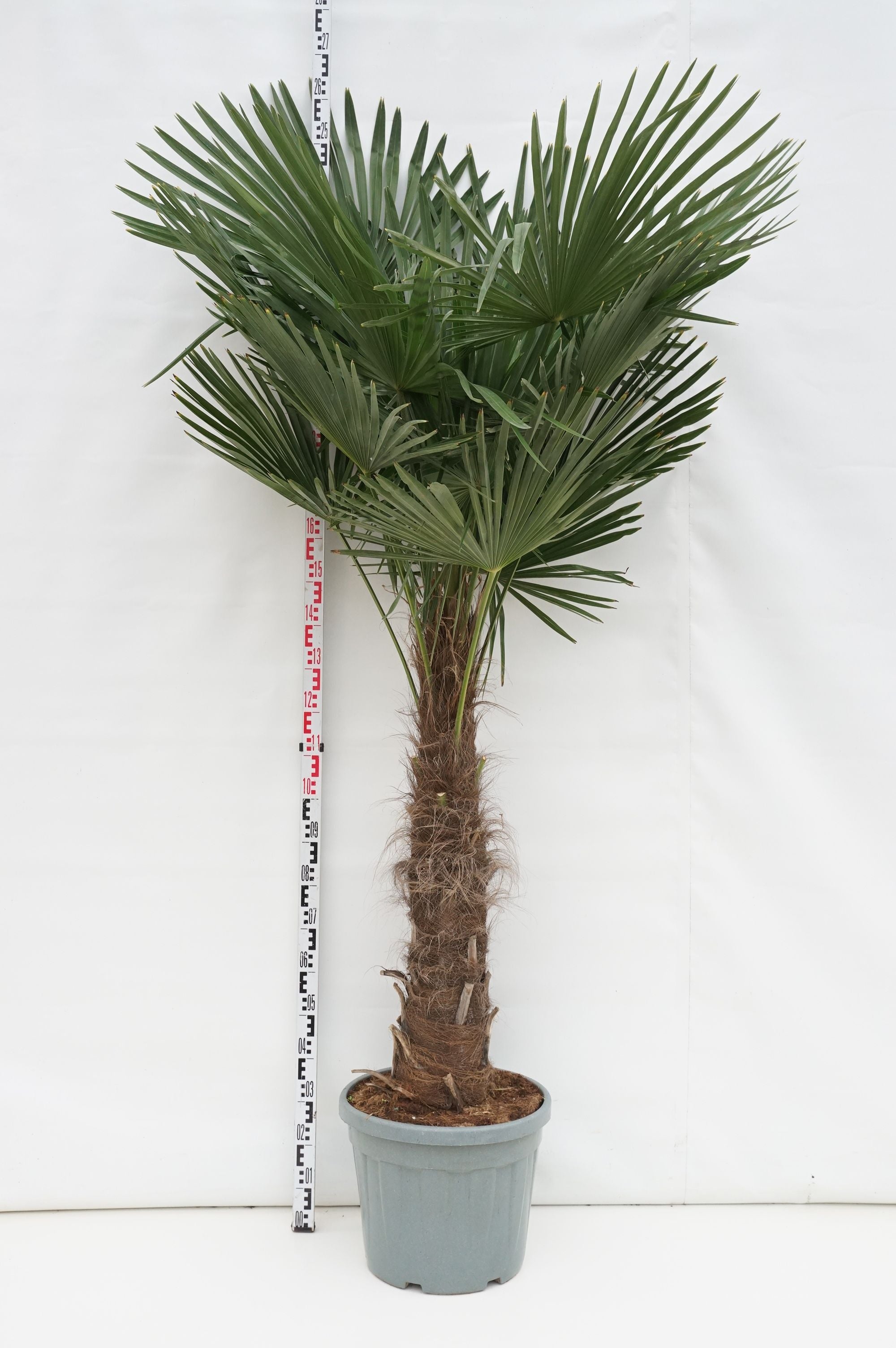 Trachycarpus fortunei 60 cm stam, C45 (45 liters kruka)