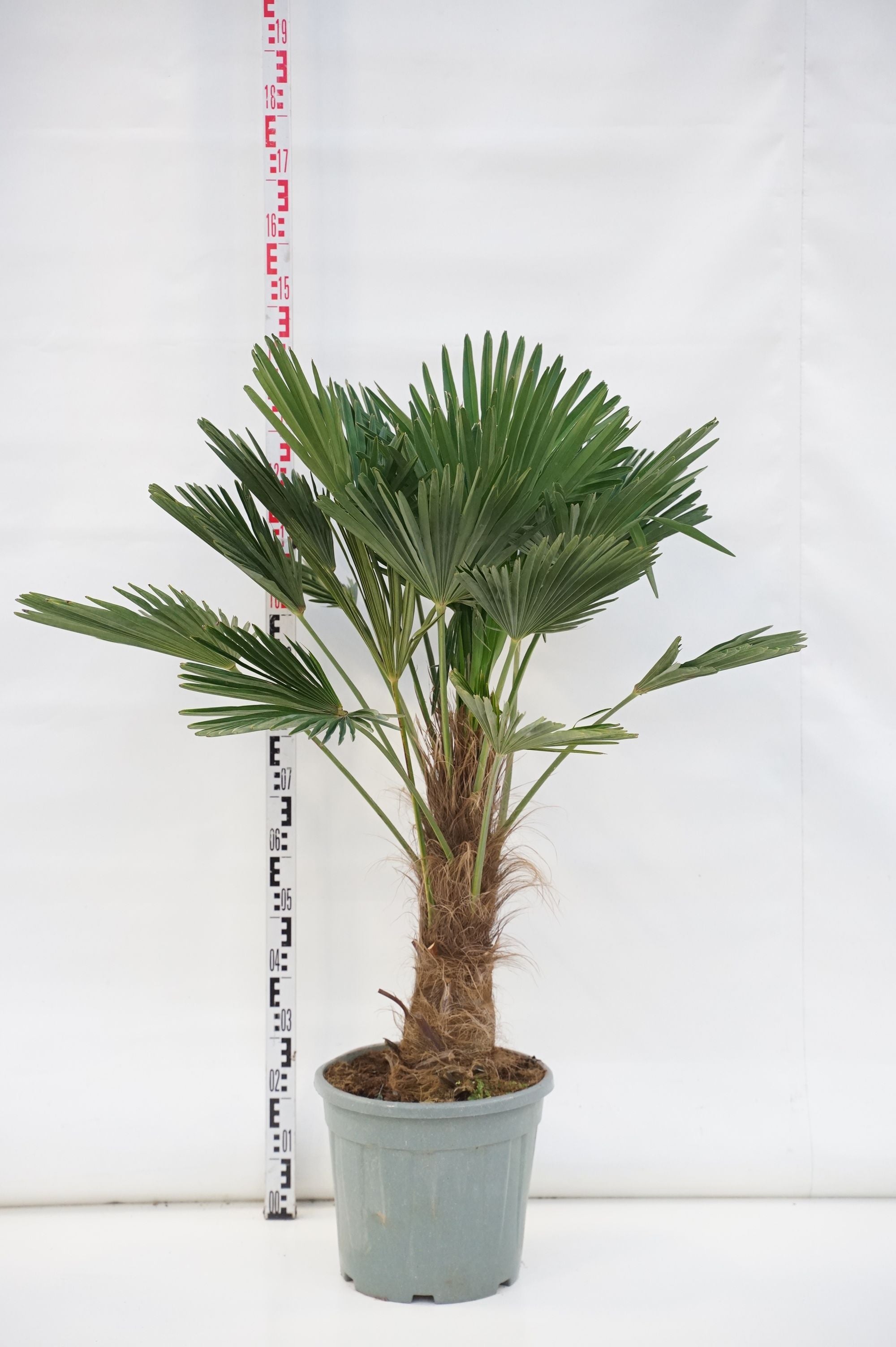 Hamppalm wagnerianus - 40 CM STEM C25