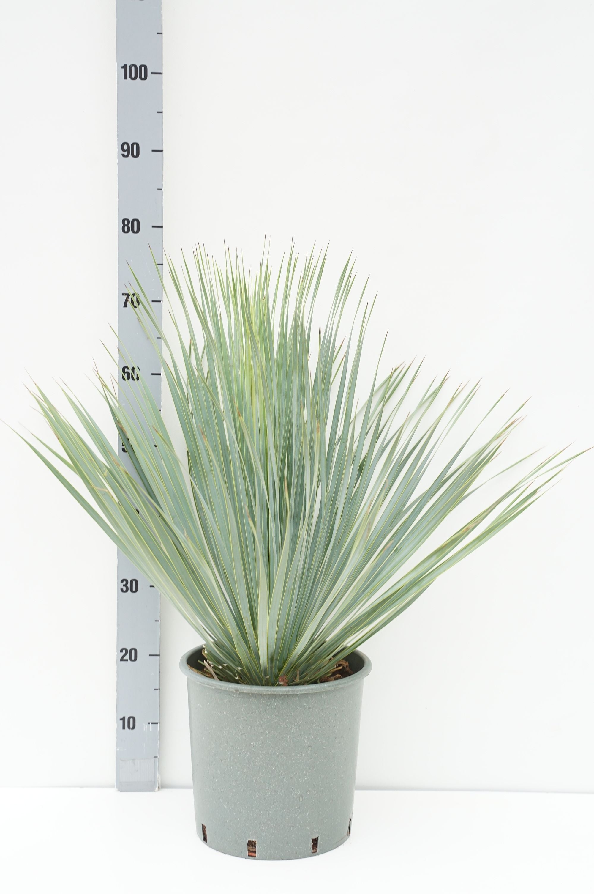 Palmlilja rostrata &