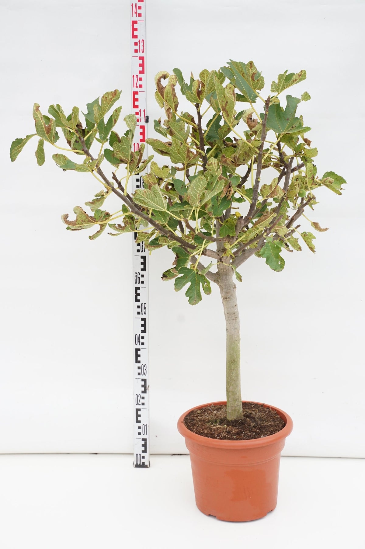 Ficus carica uppstammad 120 cm C110 (110 liters kruka)