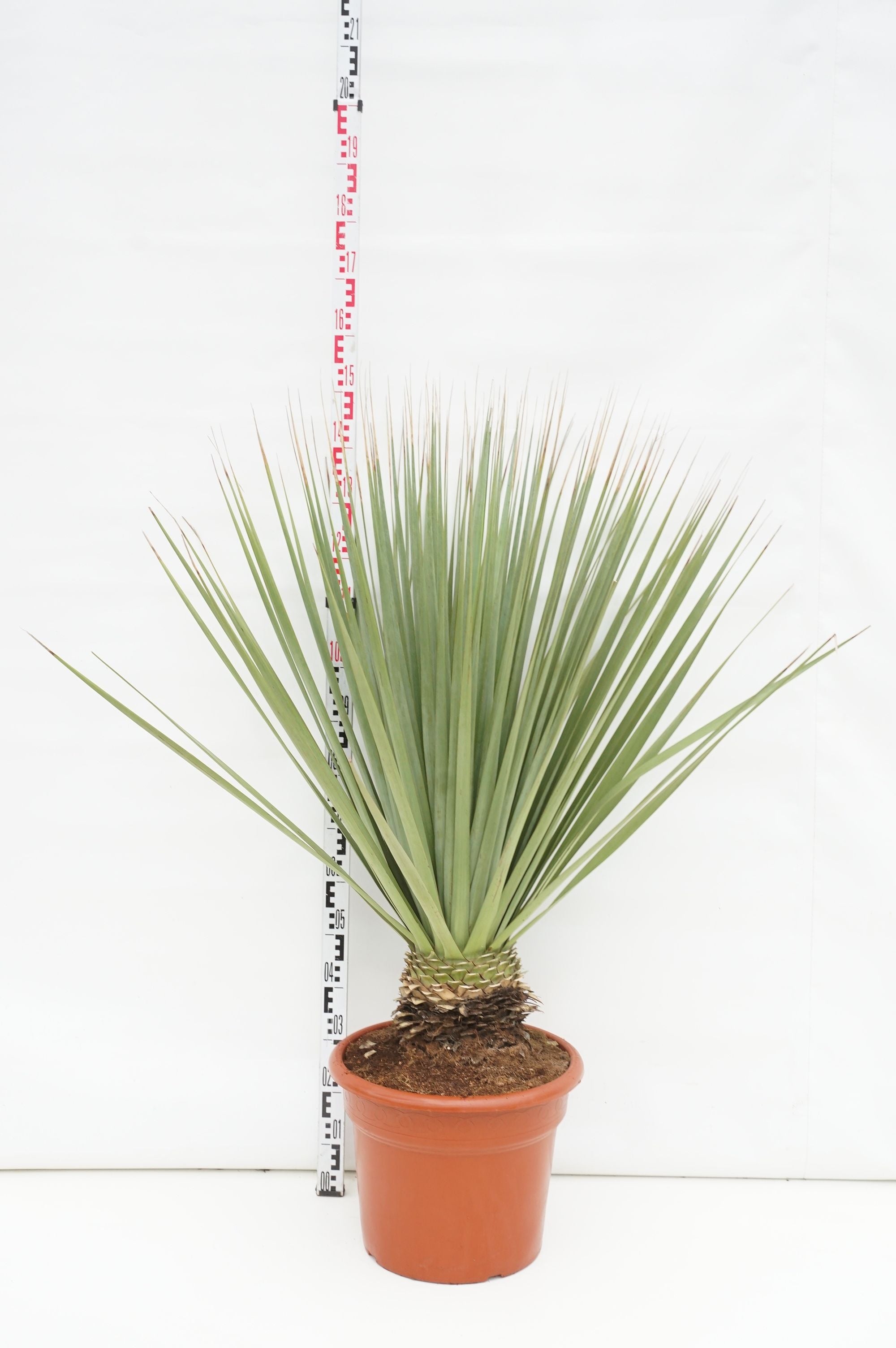 Nolina Nelsonii - C35 80/+ CM