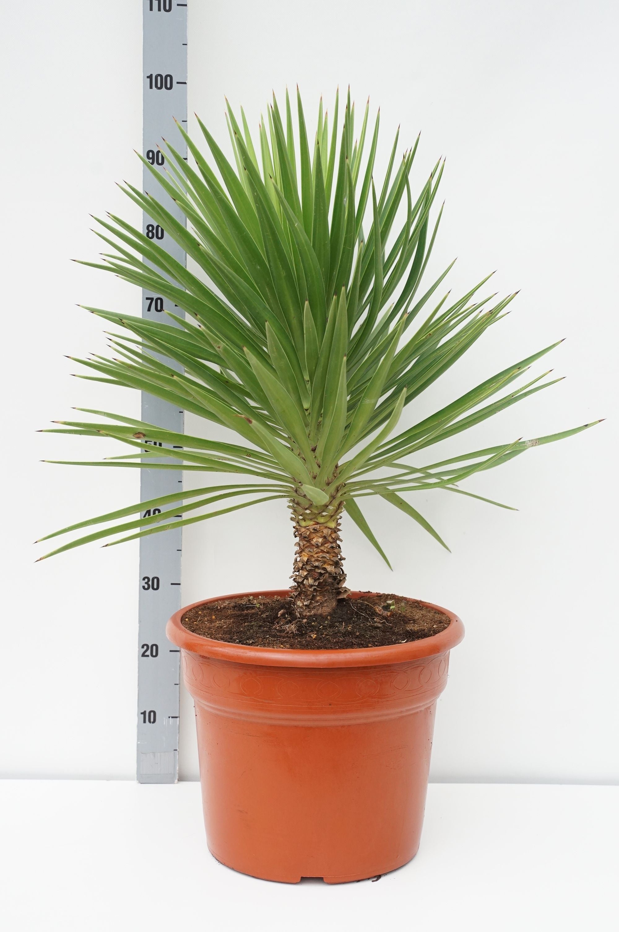 Palmlilja aloifolia - C25 60-80 CM