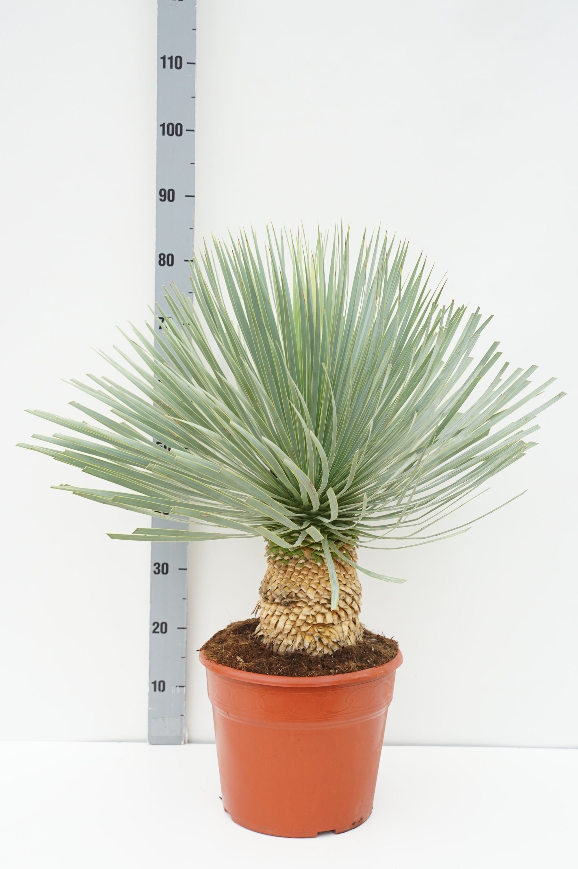 Palmlilja rostrata &
