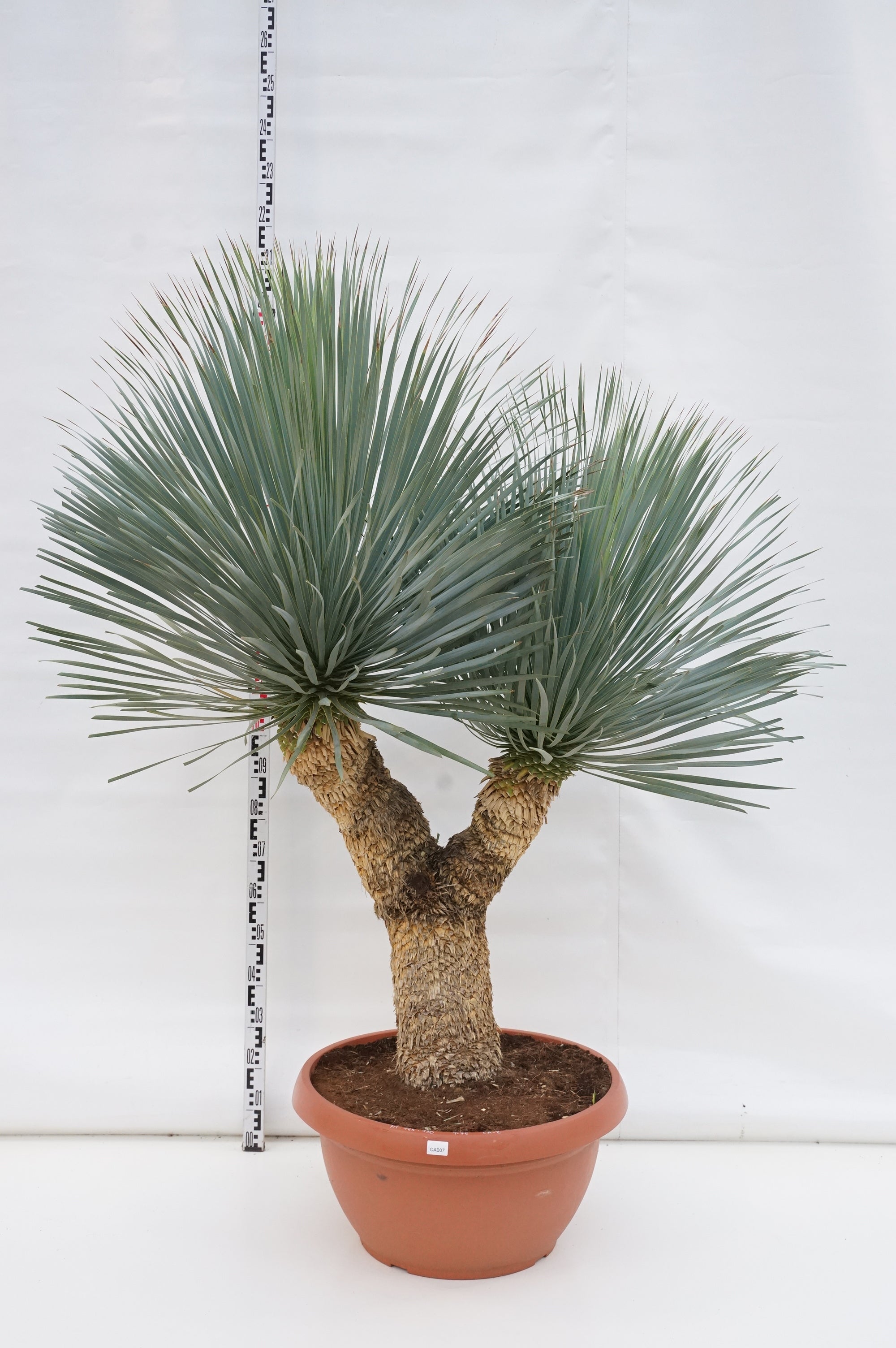 Palmlilja rostrata &