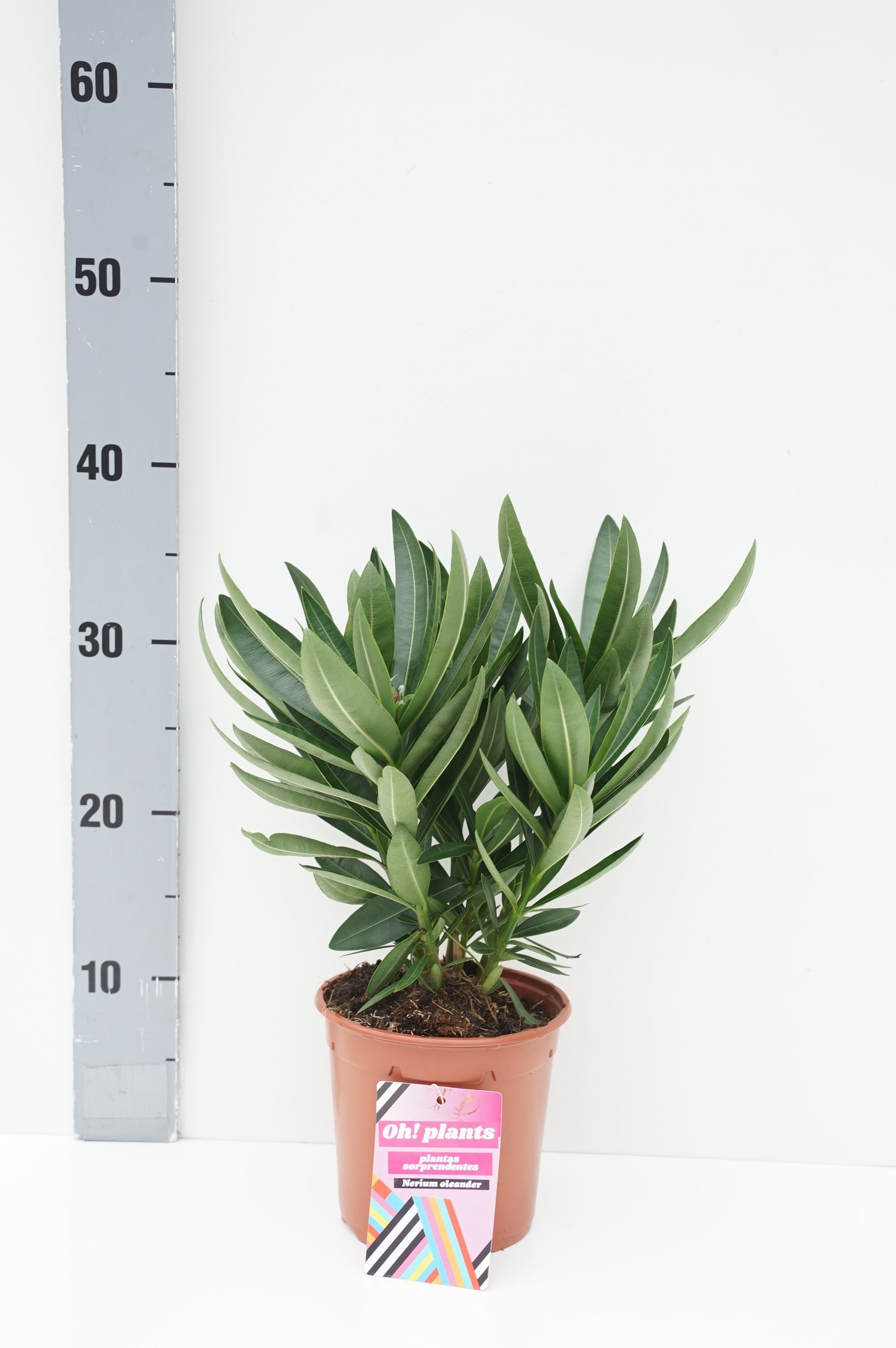 Oleander oleander - C1,5/P14 30-40 CM