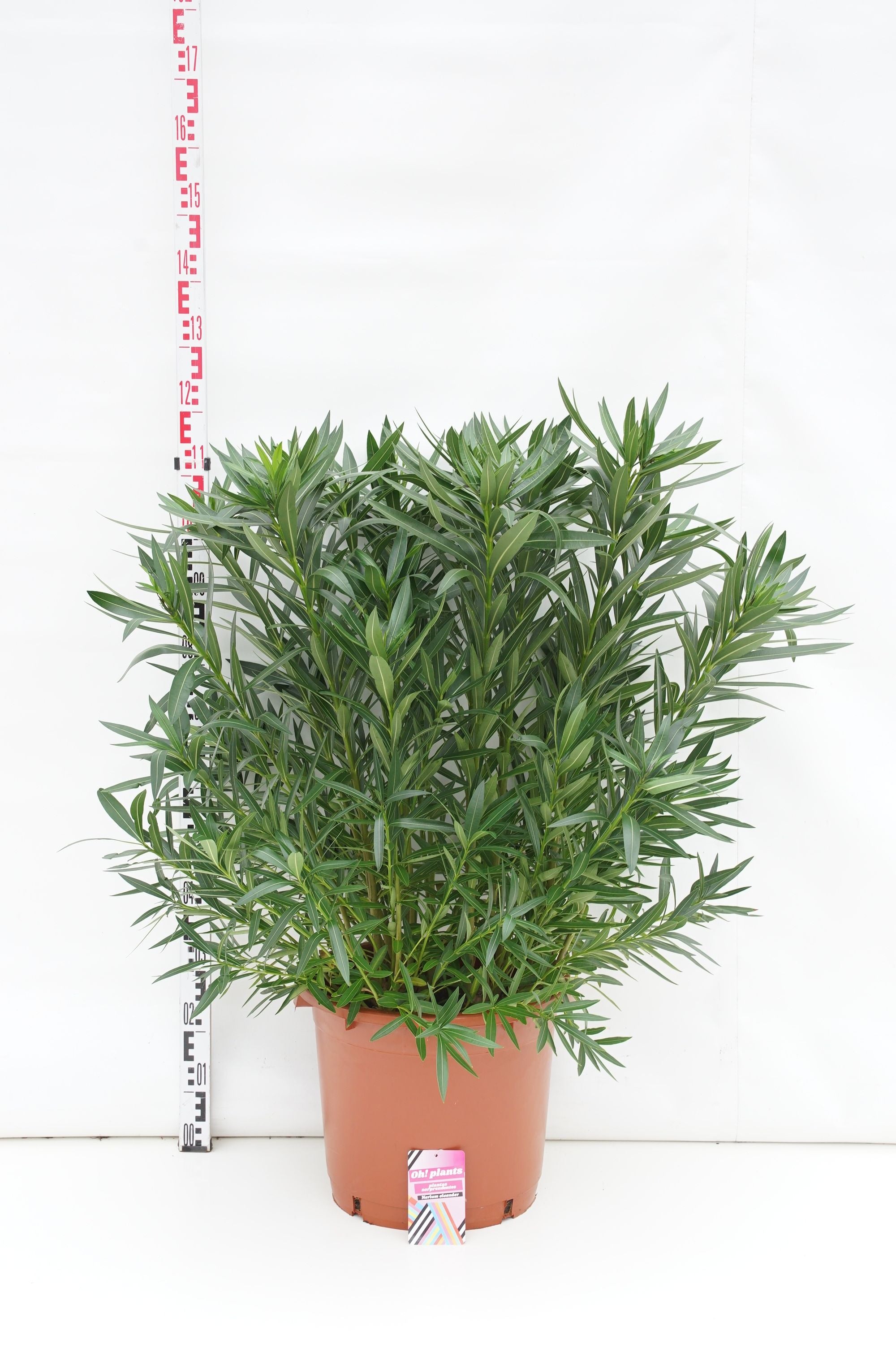Oleander oleander - C40 125-150 CM