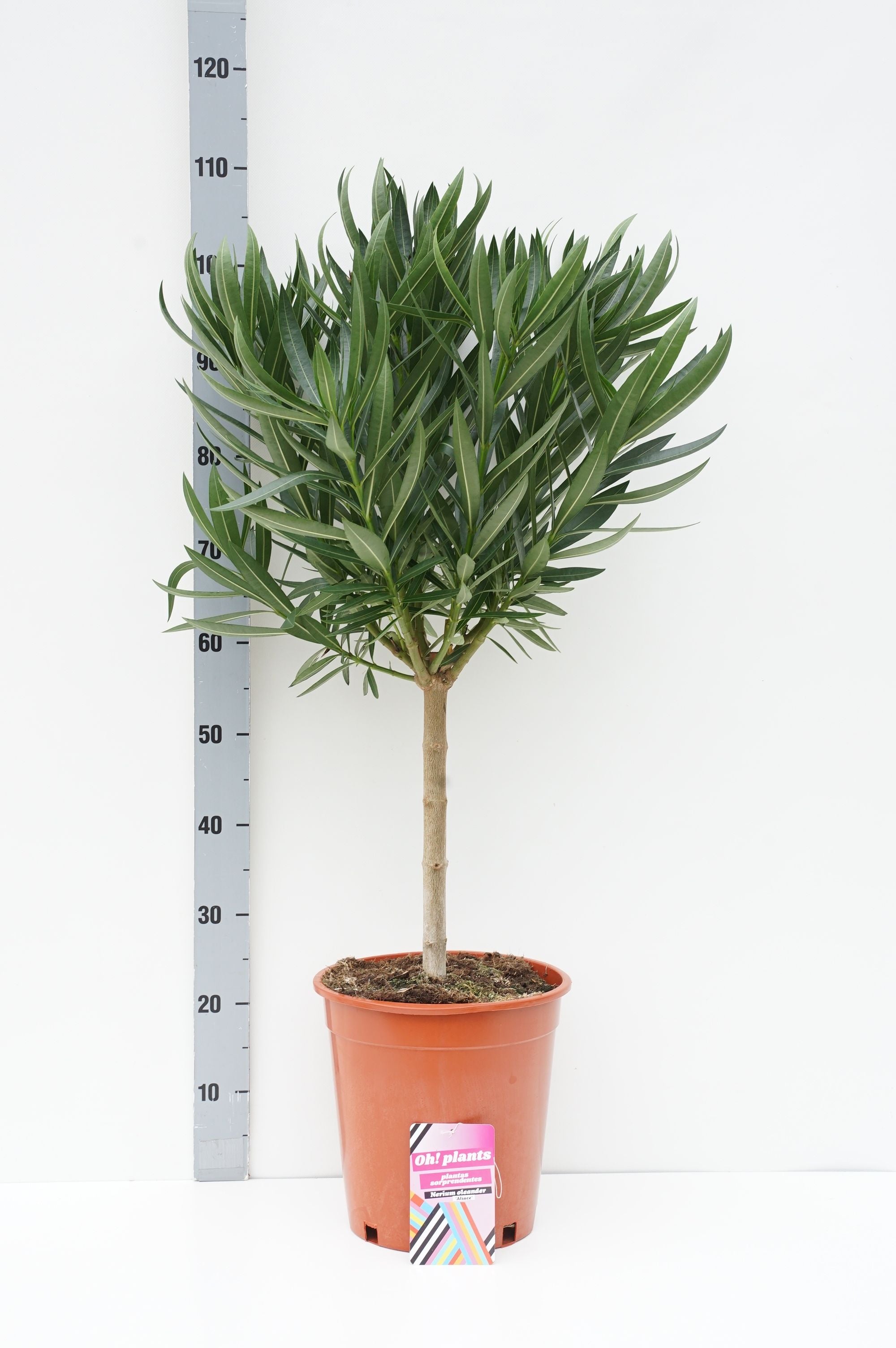 Oleander oleander - 60 CM STEM C10