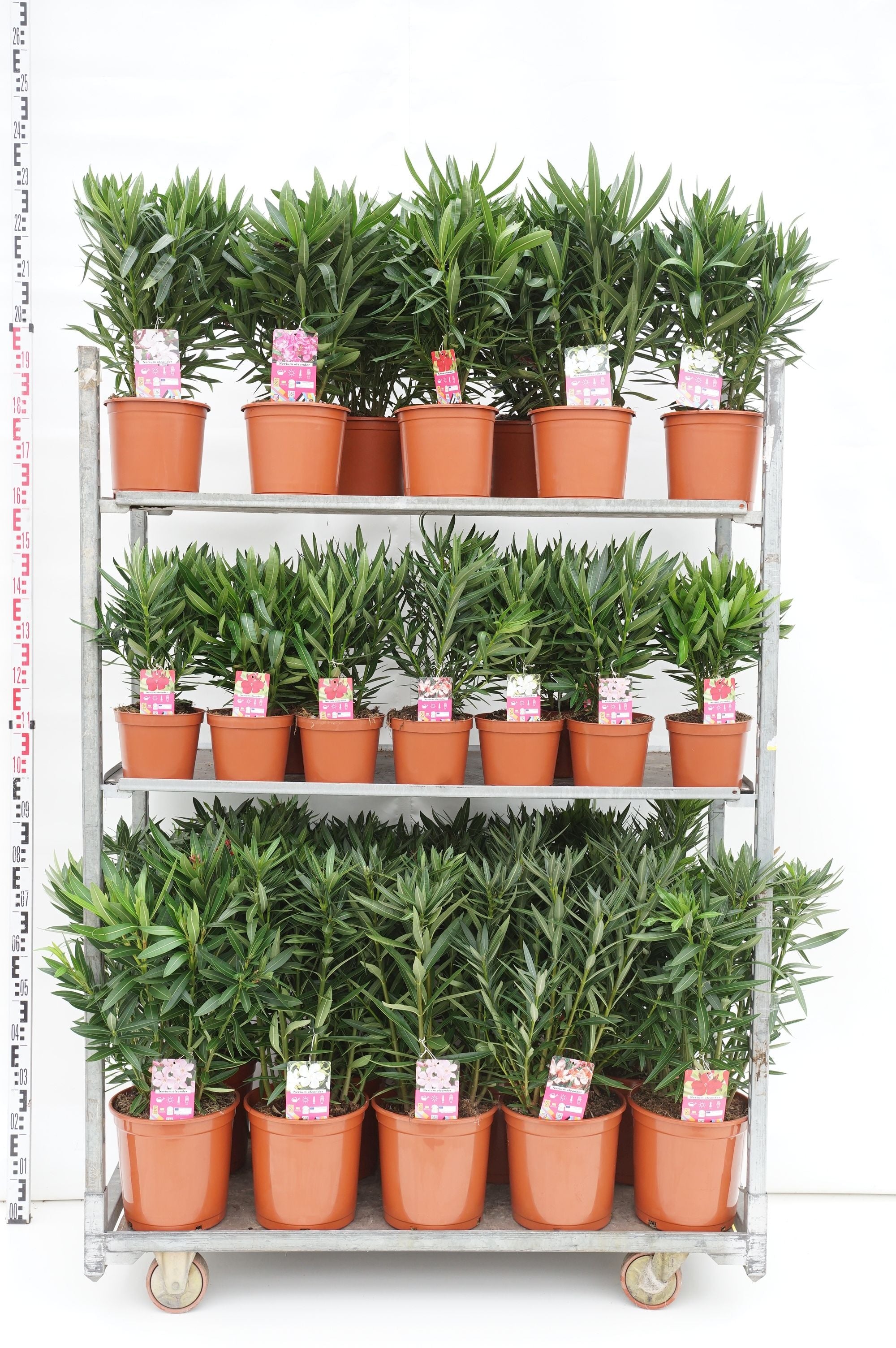 Oleander oleander mix - MIX CC