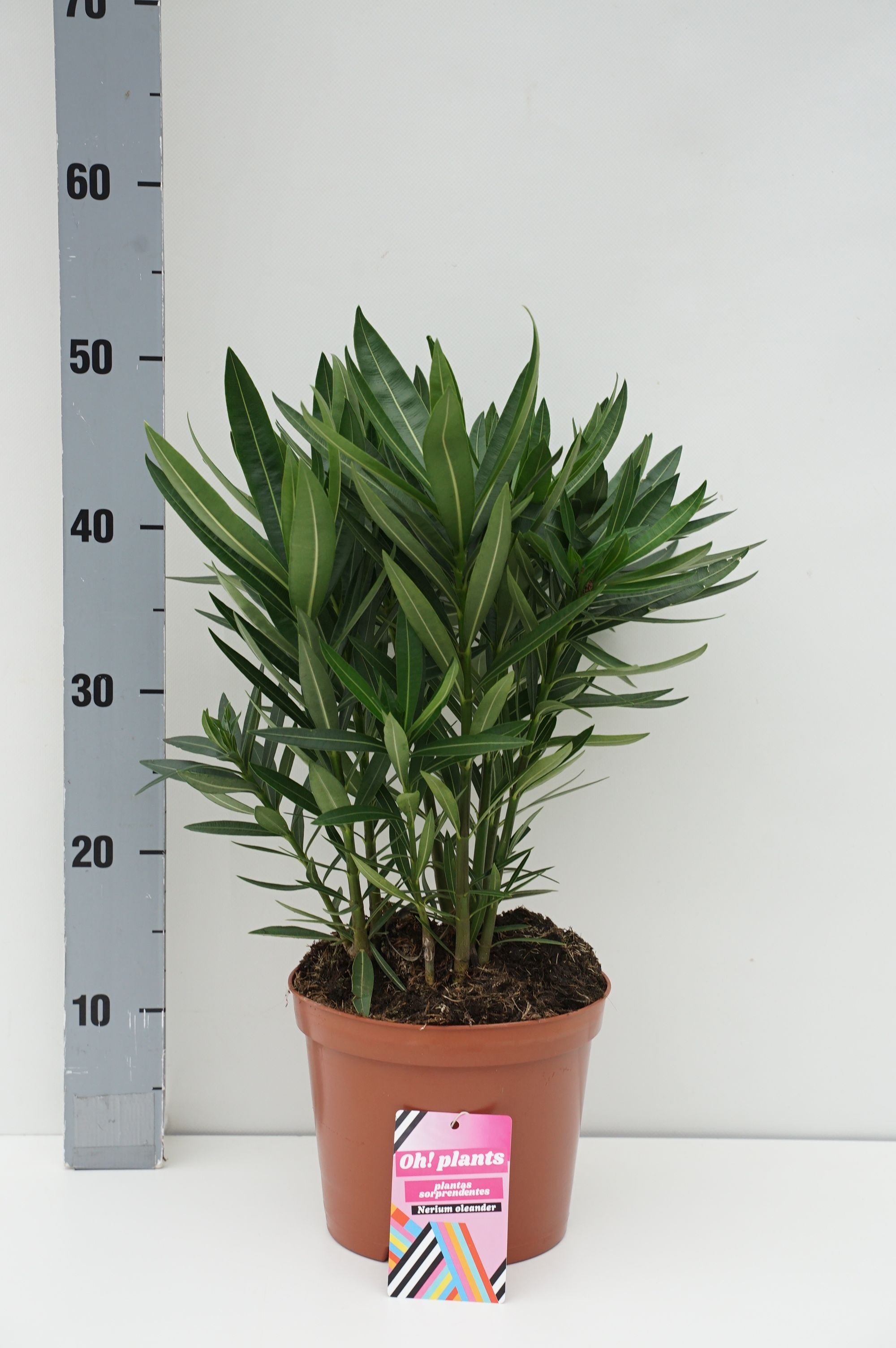 Oleander oleander (tricolor) - C3/P19 50-60 CM