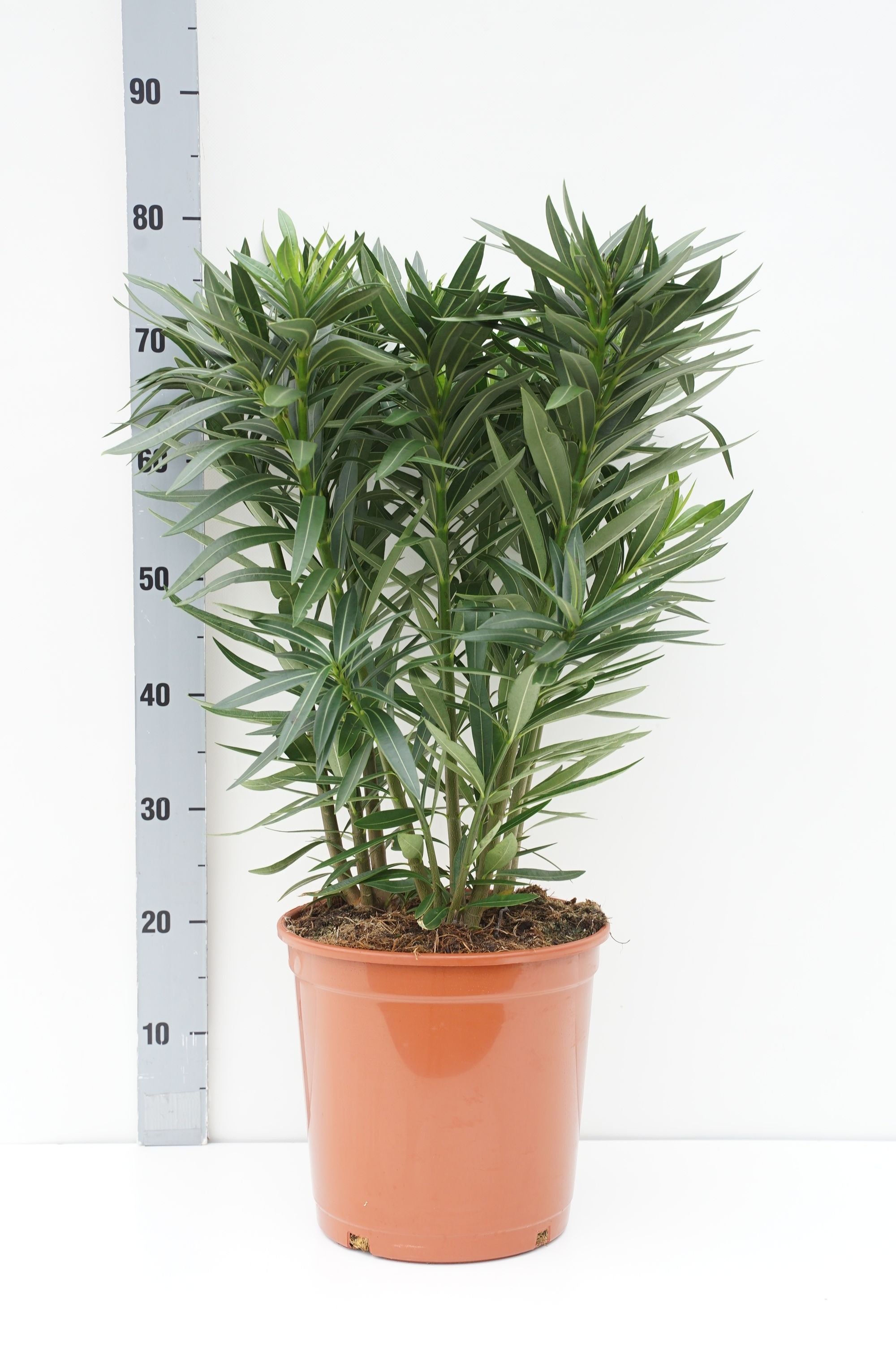 Oleander oleander (tricolor) - C10 80-100 CM