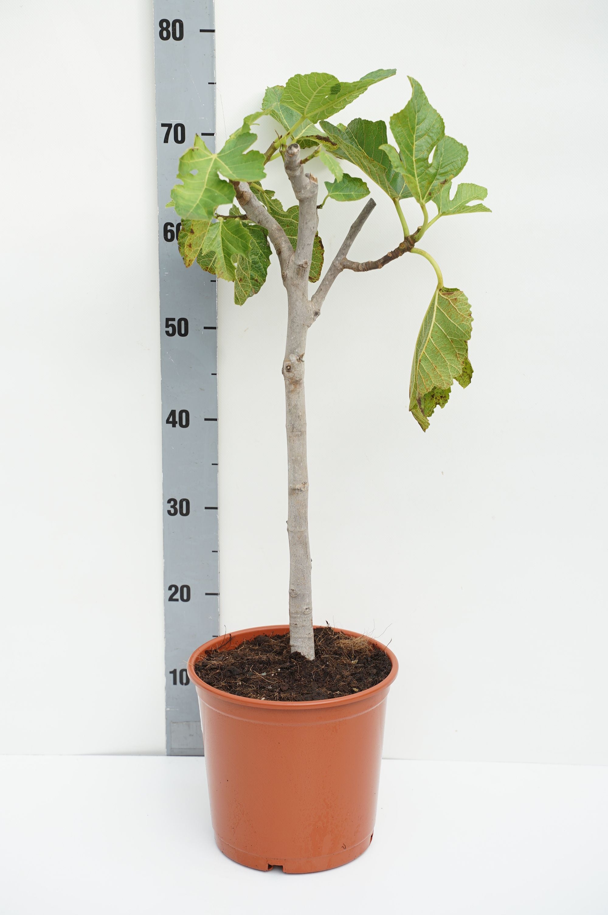 Fikon carica - 40 CM STEM C5/P23