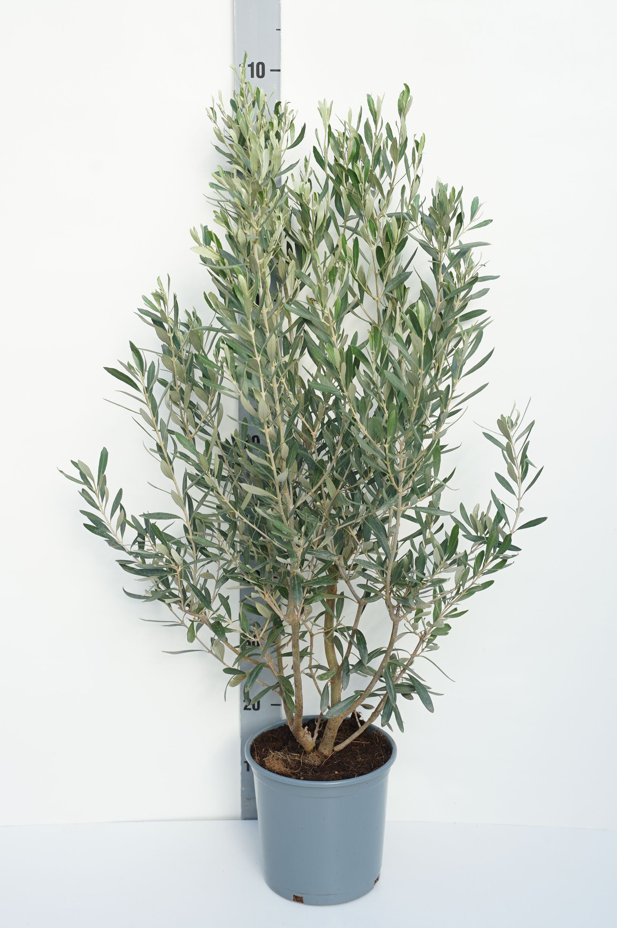 Oliv europaea - C5/P23 40-60 CM