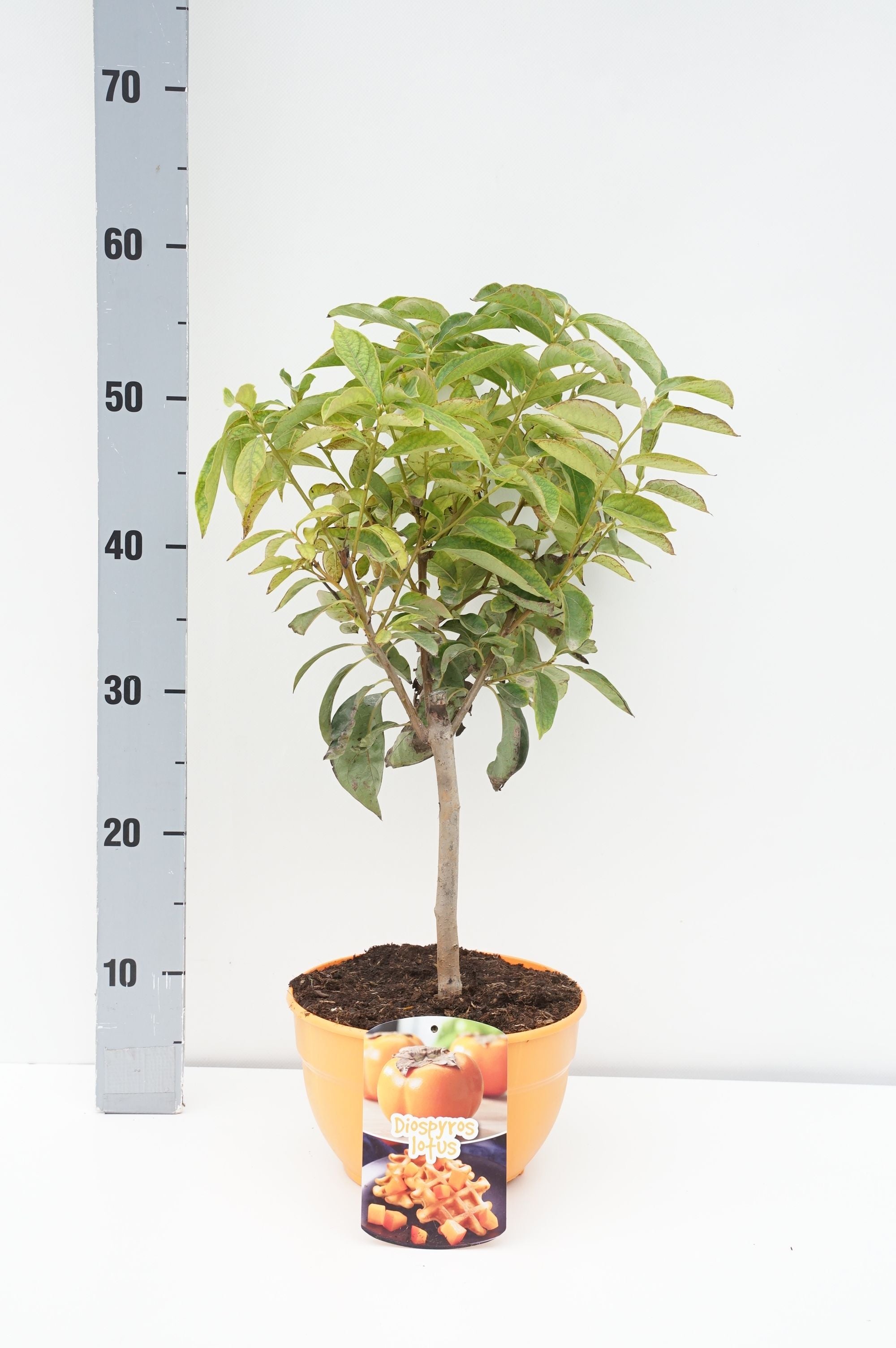 Persimon kaki - 15 CM STEM C3/P19 DECO