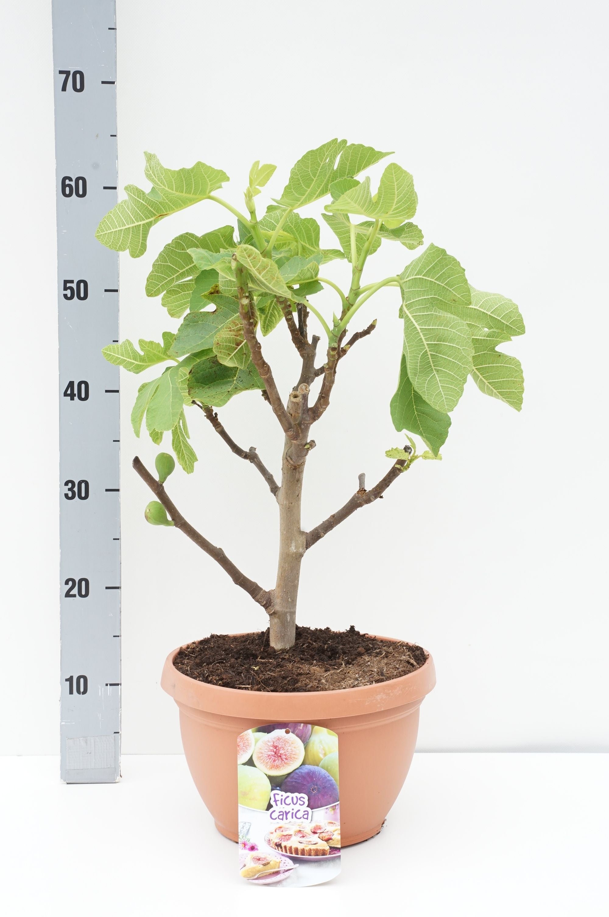 Fikon carica - 20 CM ST C6/P25 CR 20