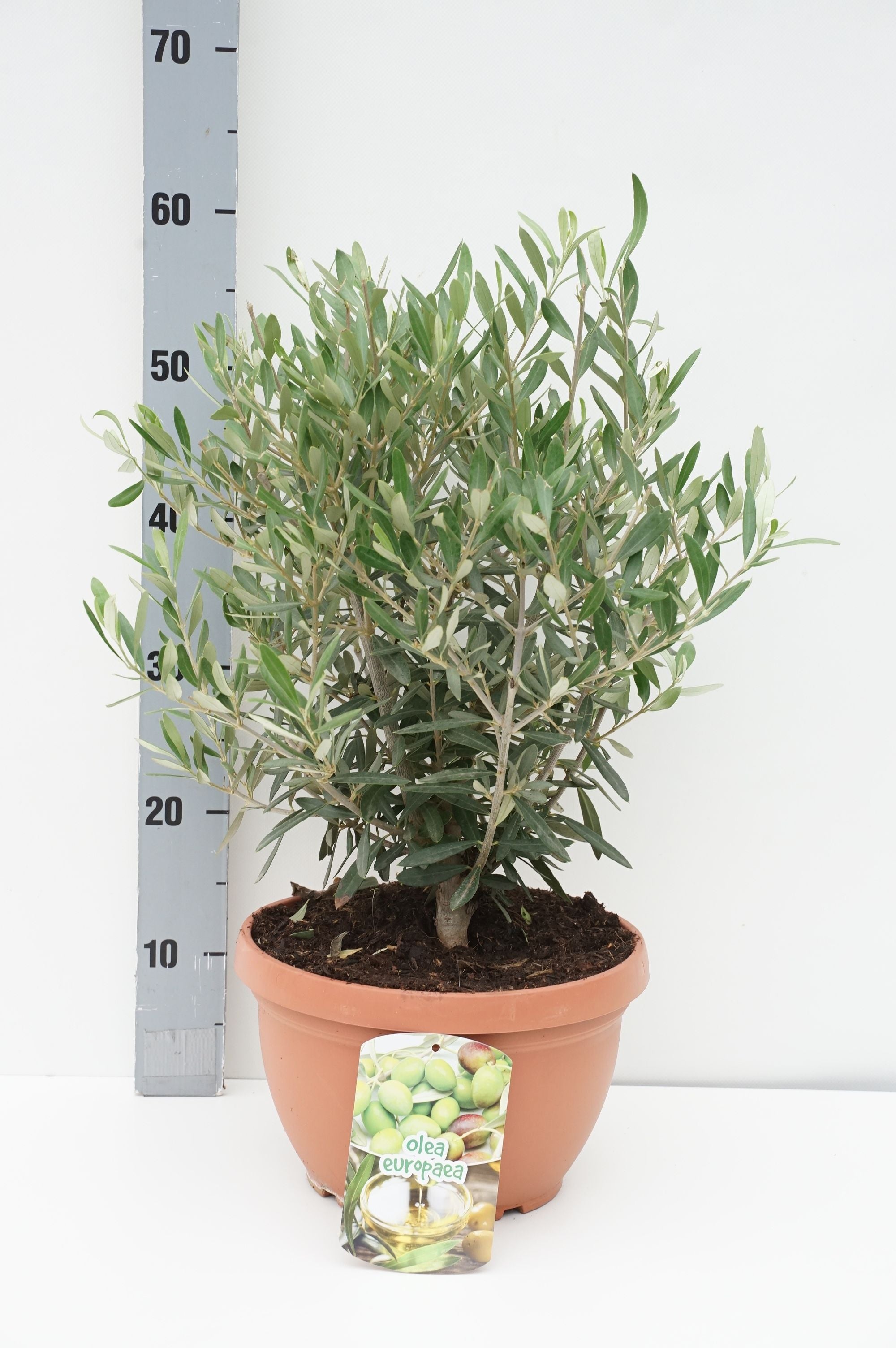 Oliv europaea - C6/P25 50-60 CM