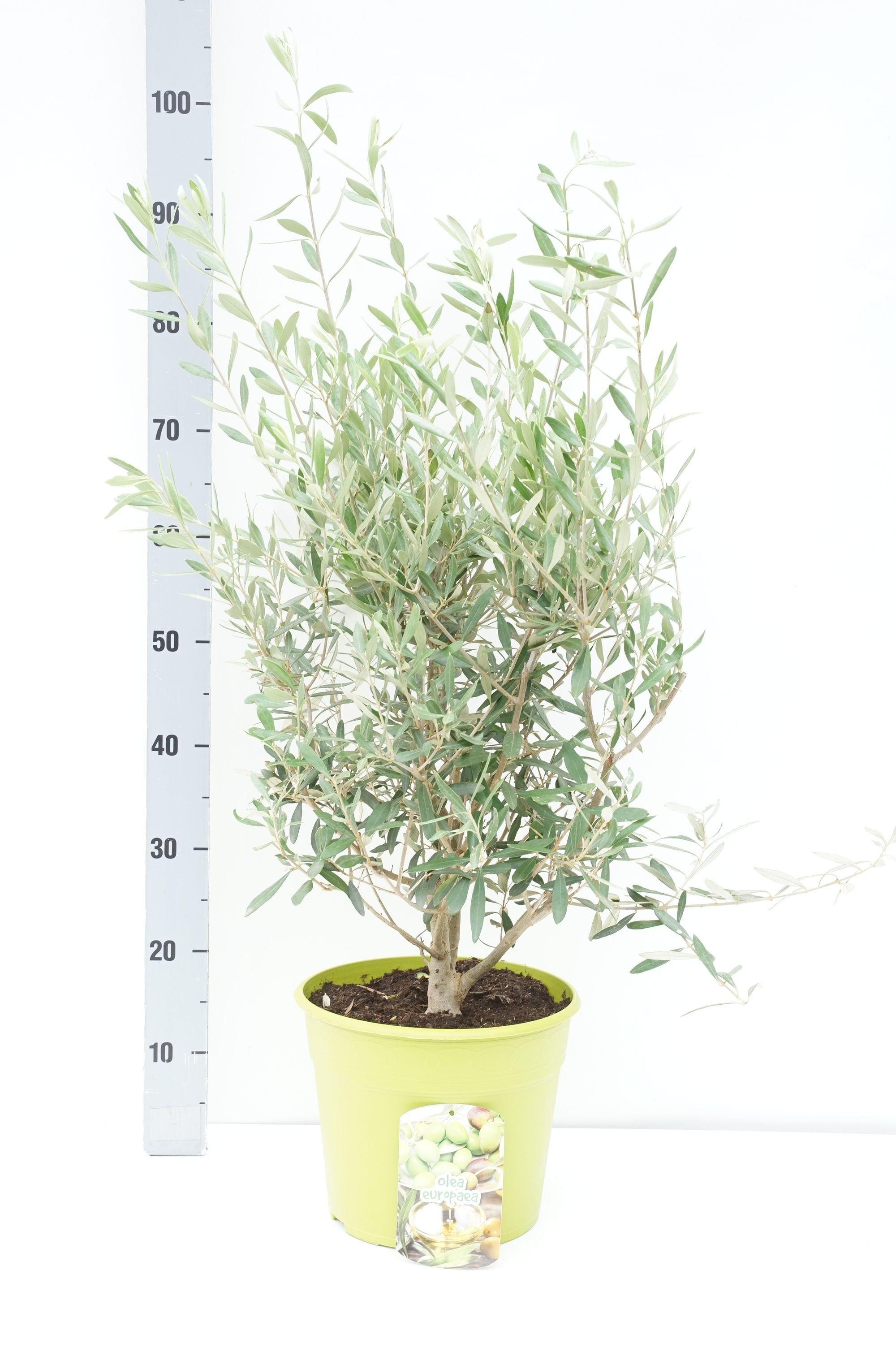 Oliv europaea - C7,5/P26 BUSH