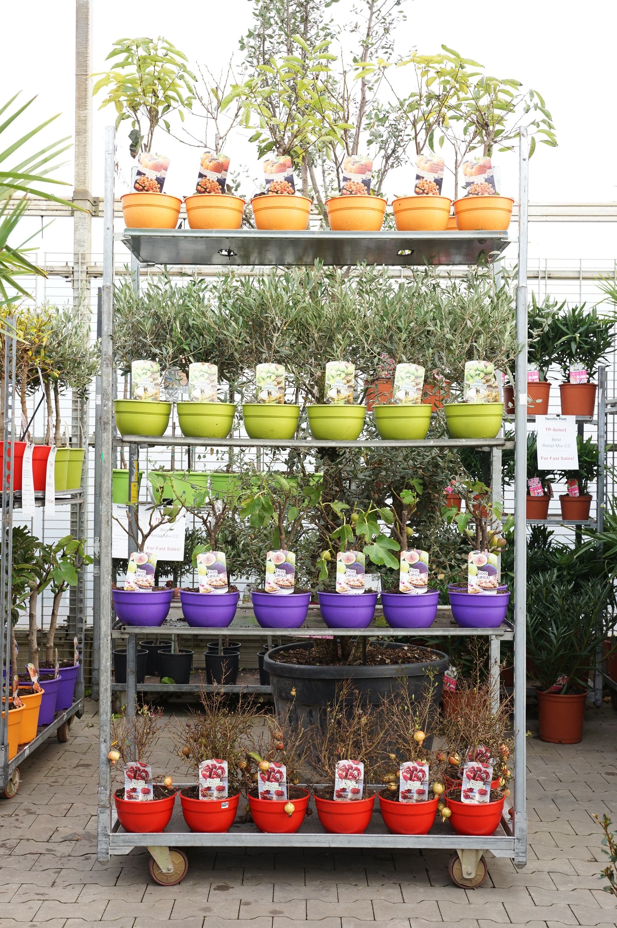 Exotisk Frukt in cultivar - MIX CC 1