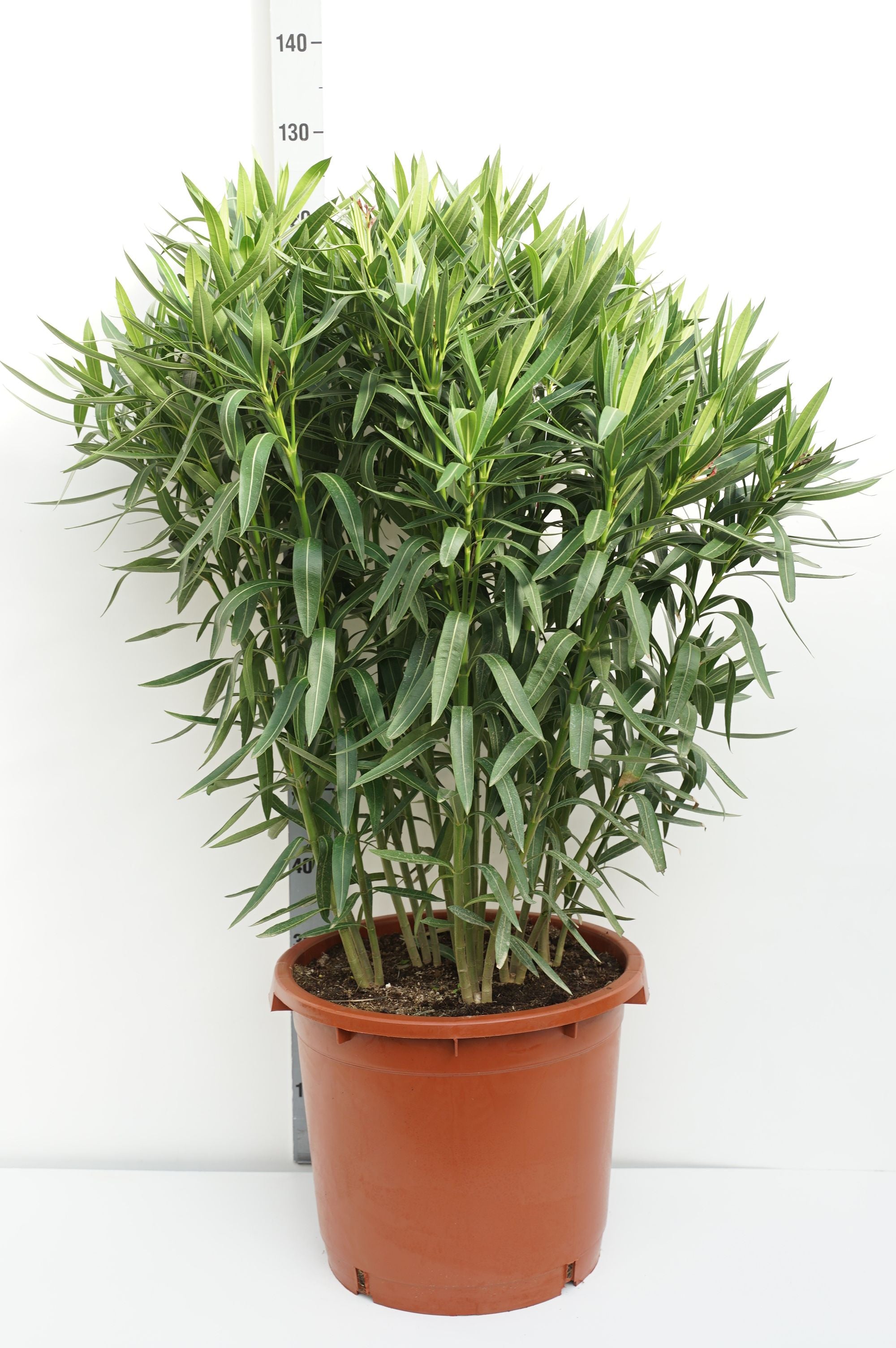 Oleander oleander (red) - C35 100-125 CM