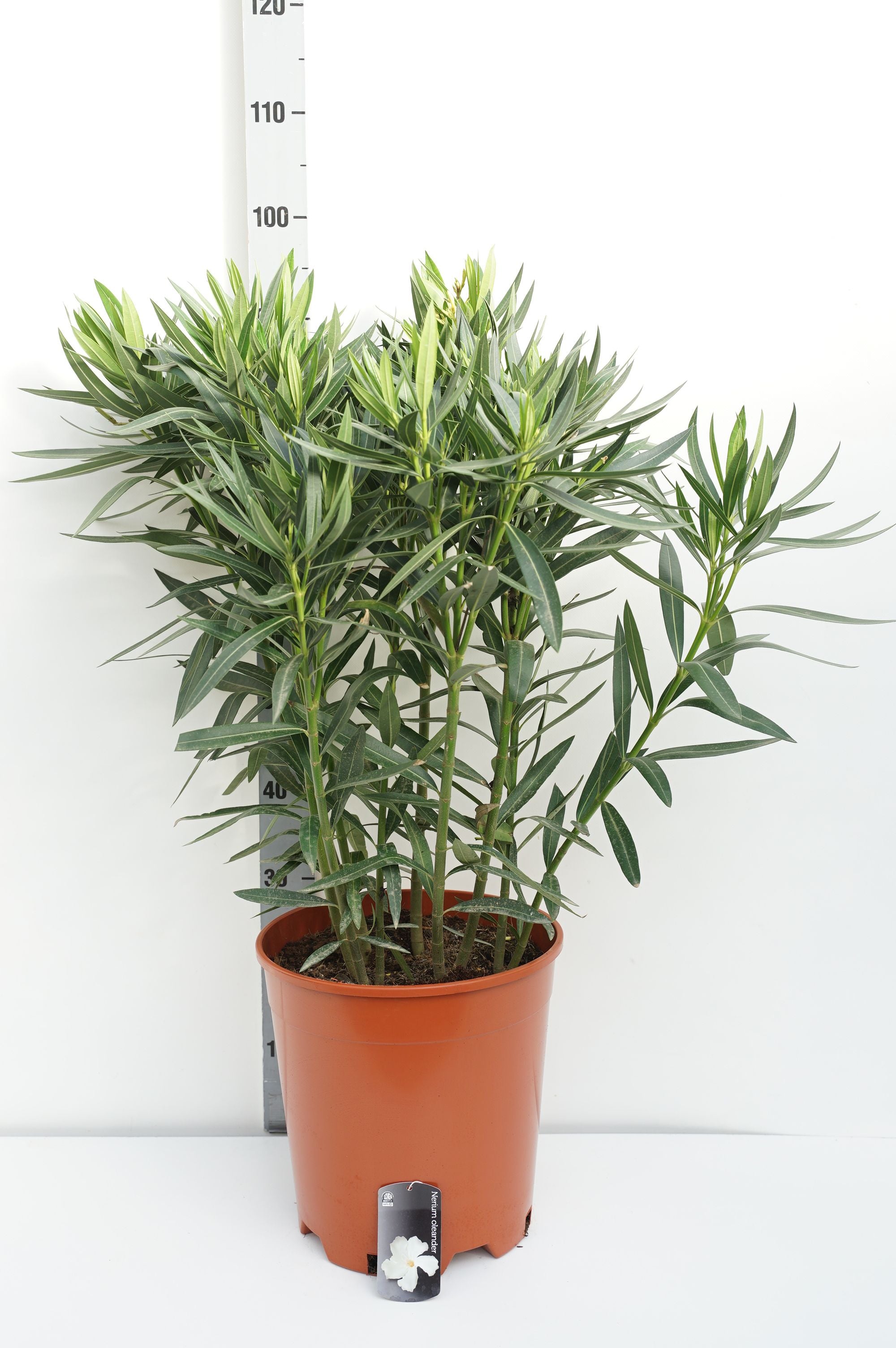 Oleander oleander (white) - C15 80-100 CM