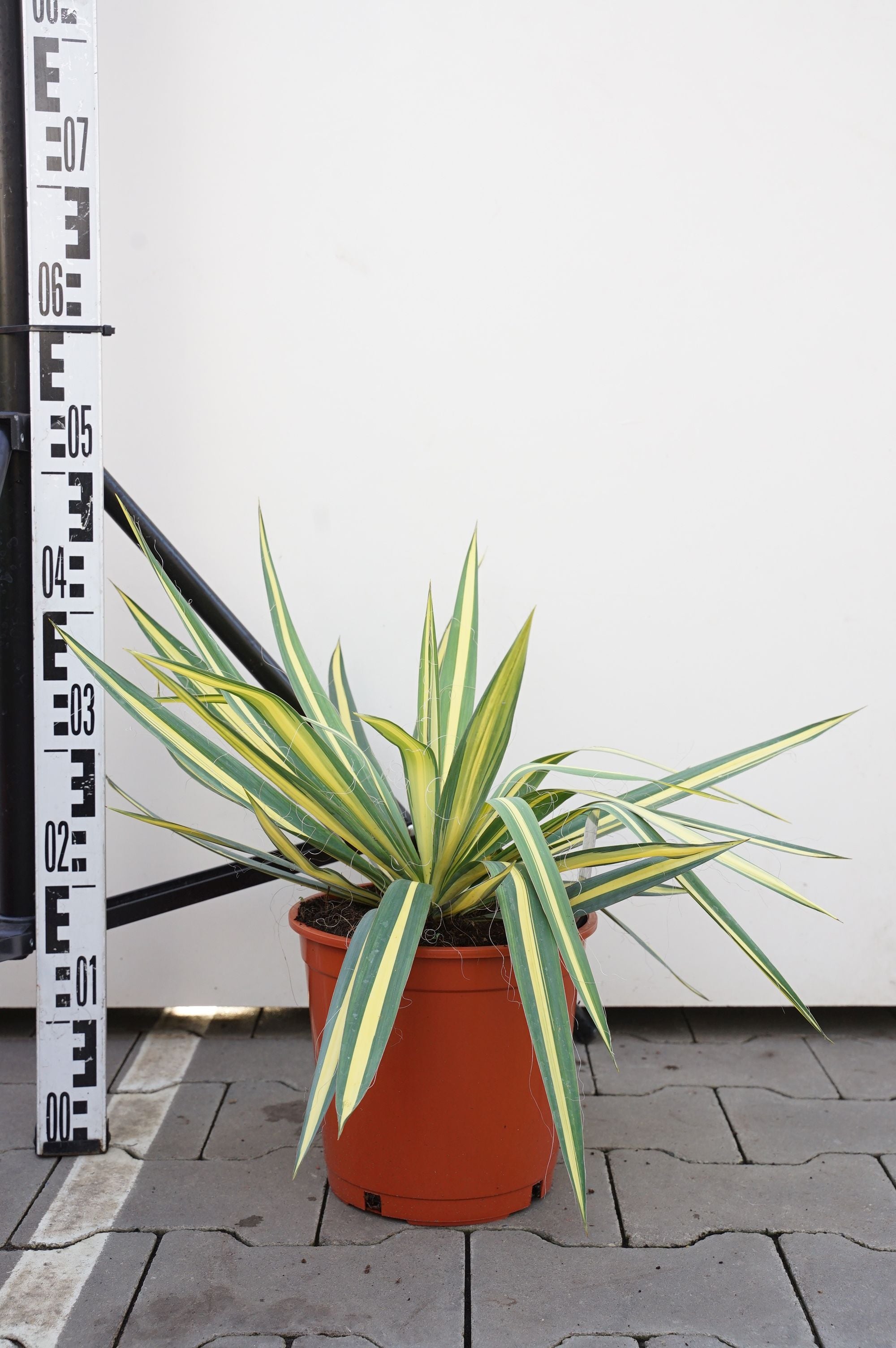 Palmlilja filamentosa &