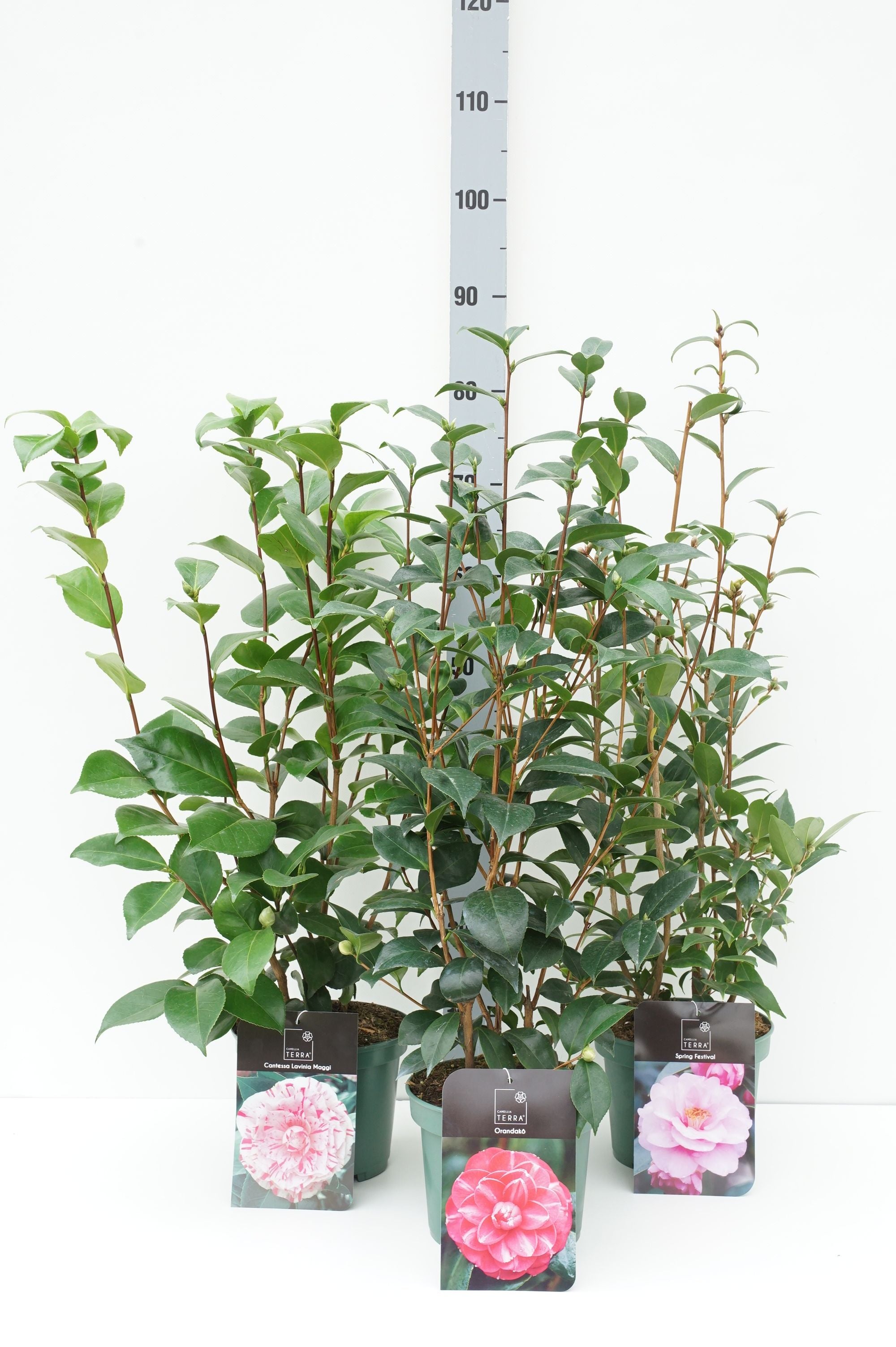 Kamelia j. in cultivars - C3/P19 40-60 CM
