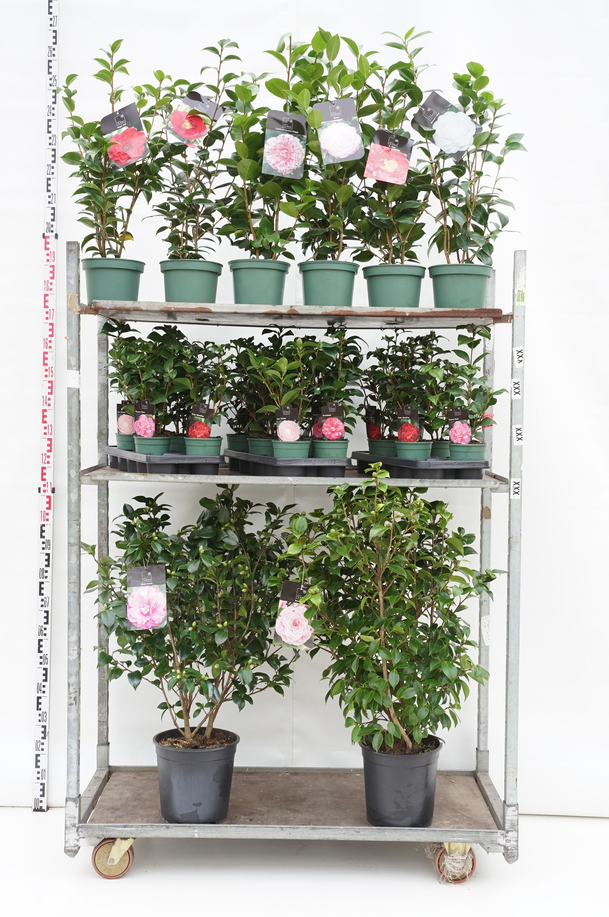 Kamelia j. in cultivars - MIX CC