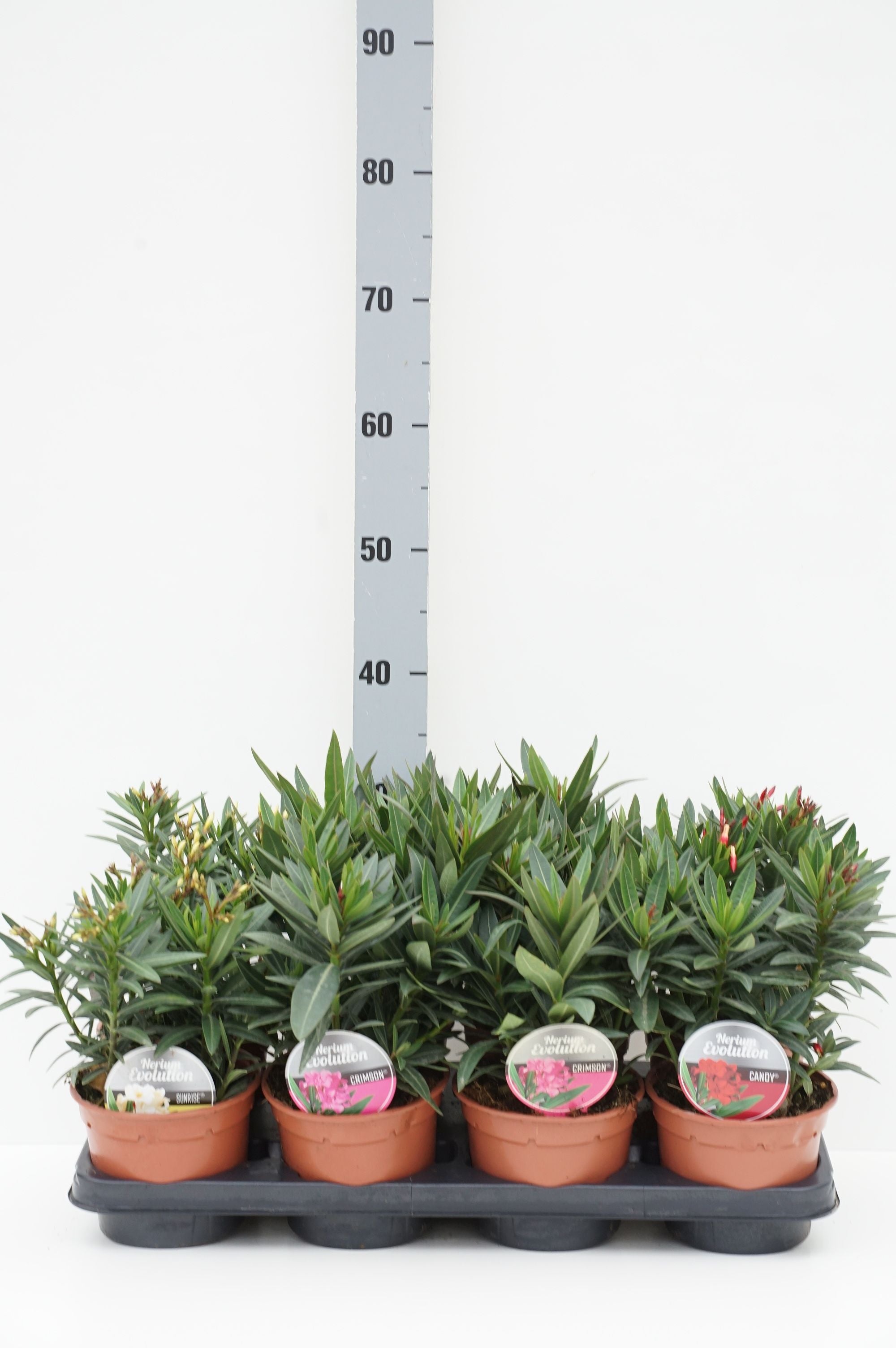 Oleander o. &