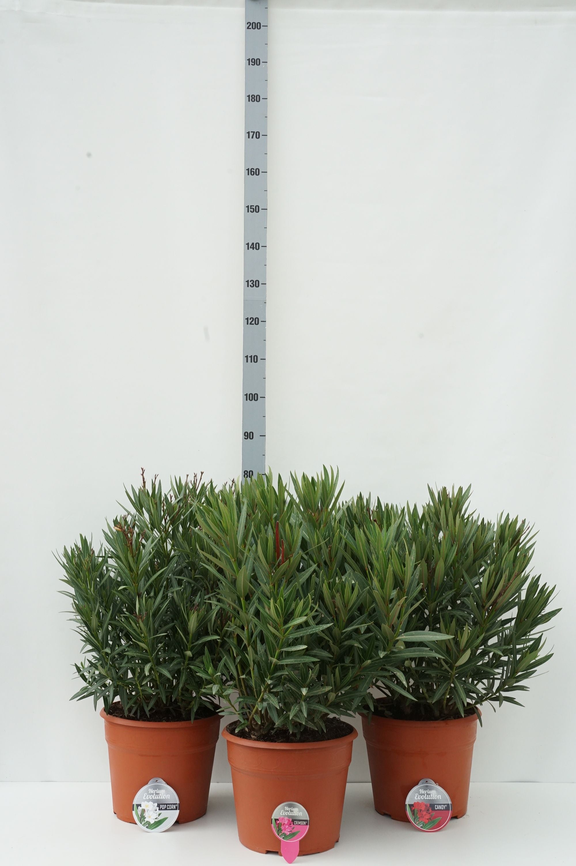 Oleander o. &