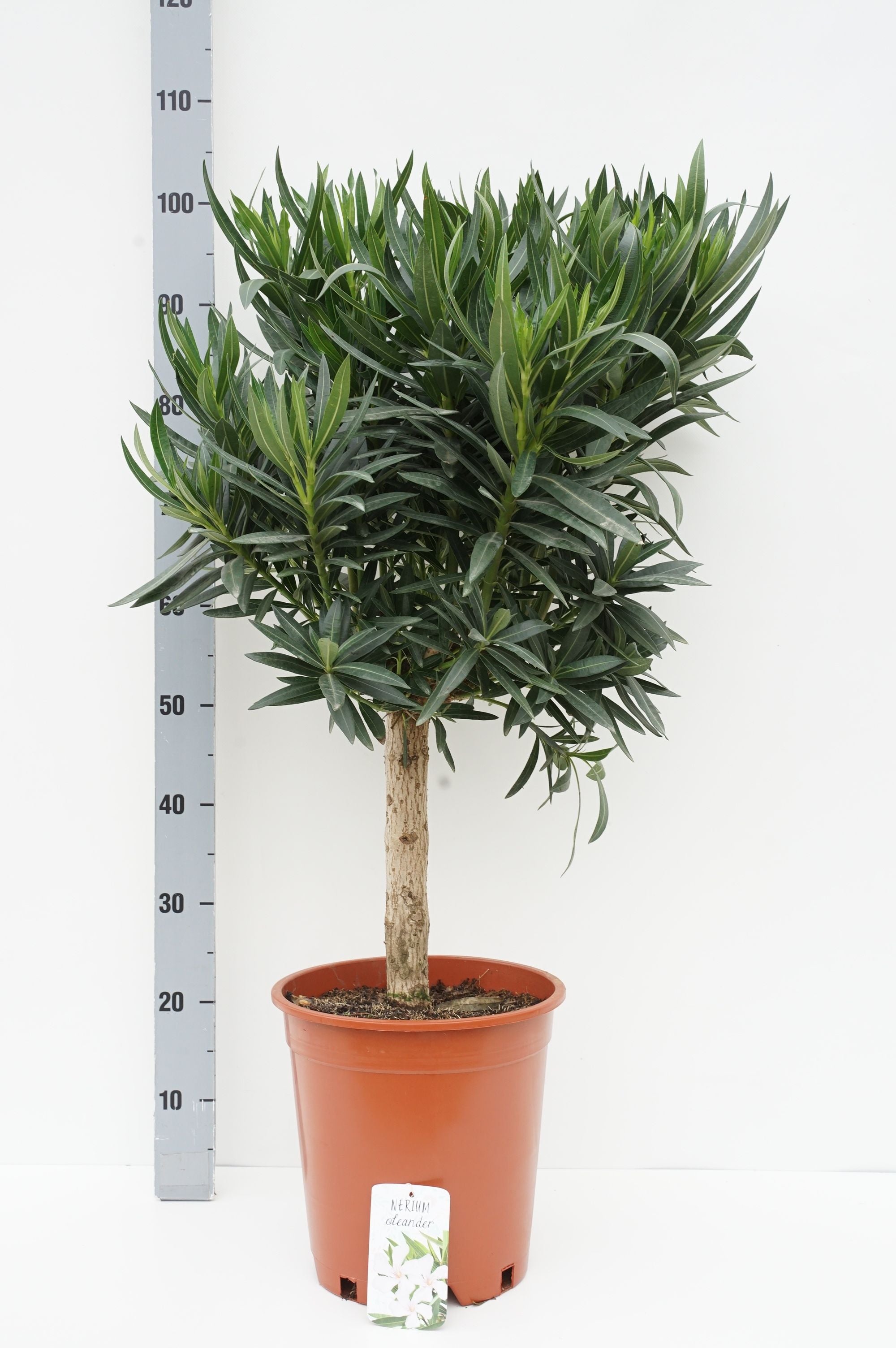 Oleander oleander - 40 CM STEM C10