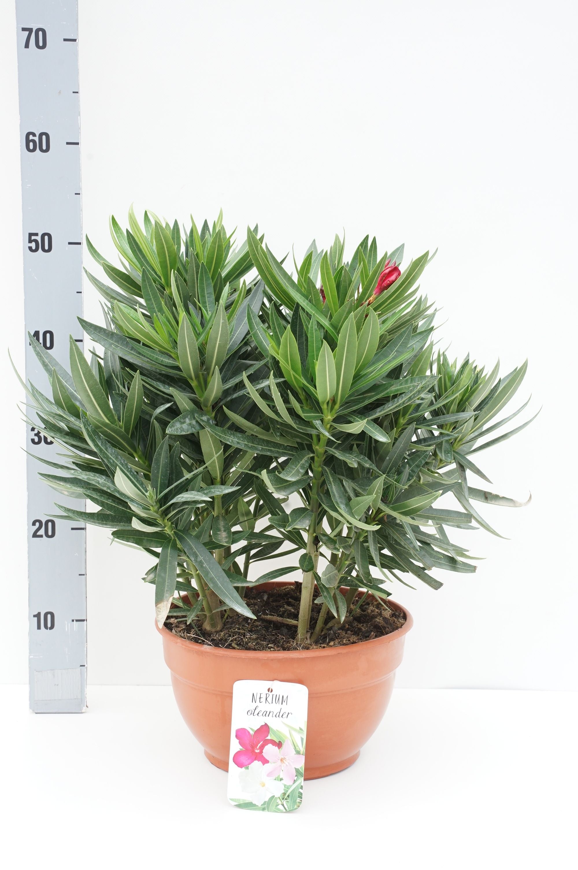 Oleander oleander (tricolor) - C6/P25 40-50 CM