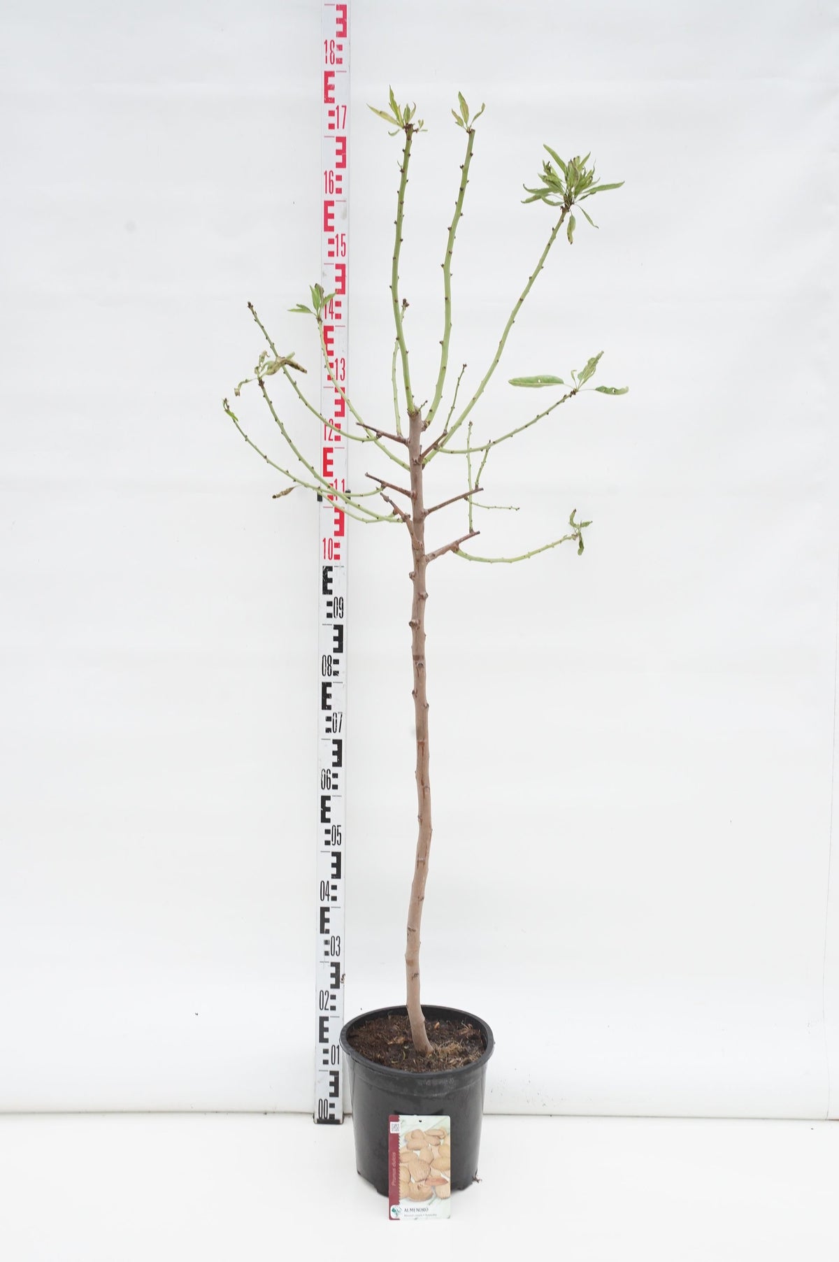 Prunus dulcis Högstam 12-14 cm C45 (45 liters kruka)