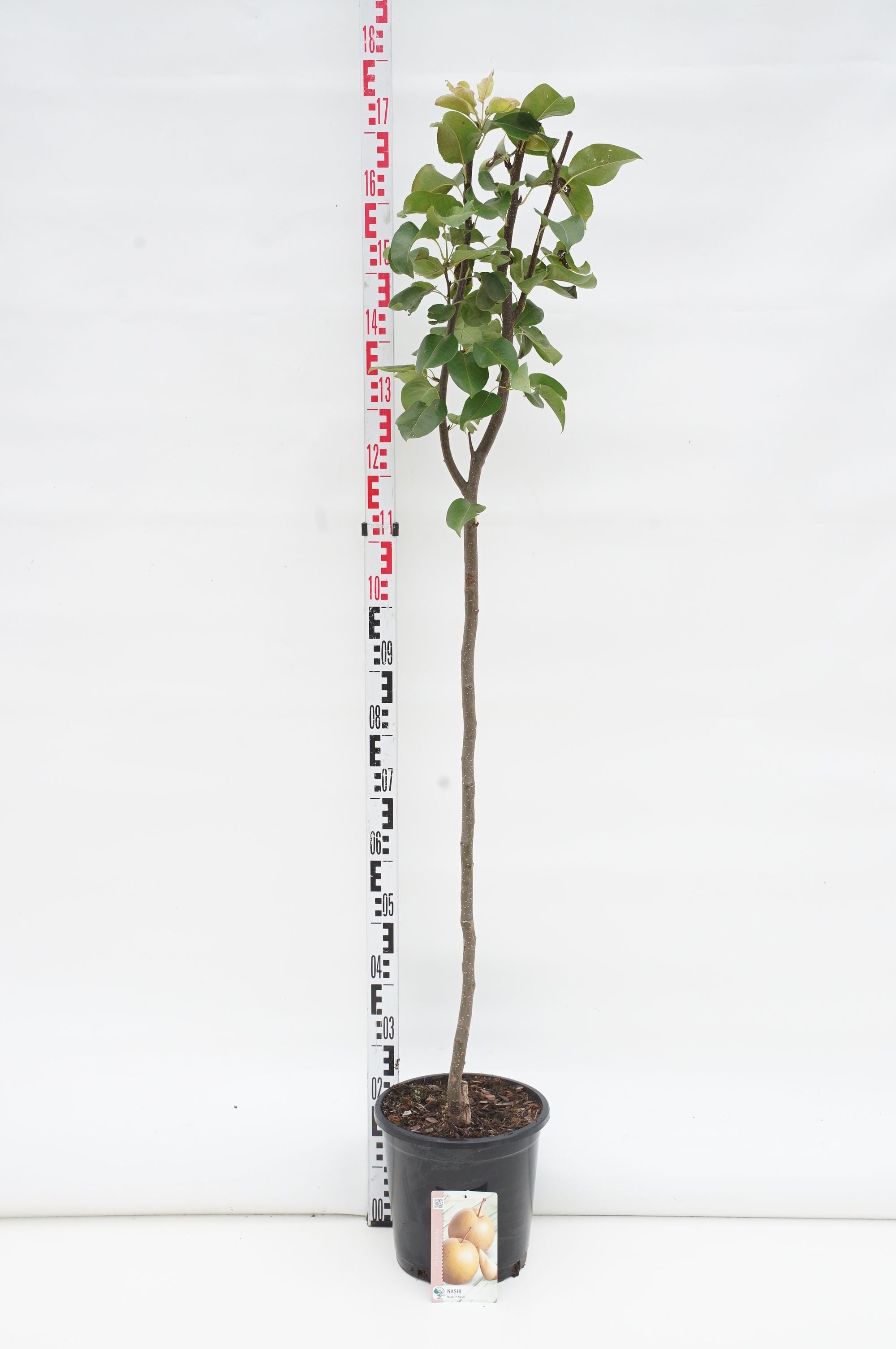 Päron pyrifolia (Nashipear) - 80 CM STEM C10