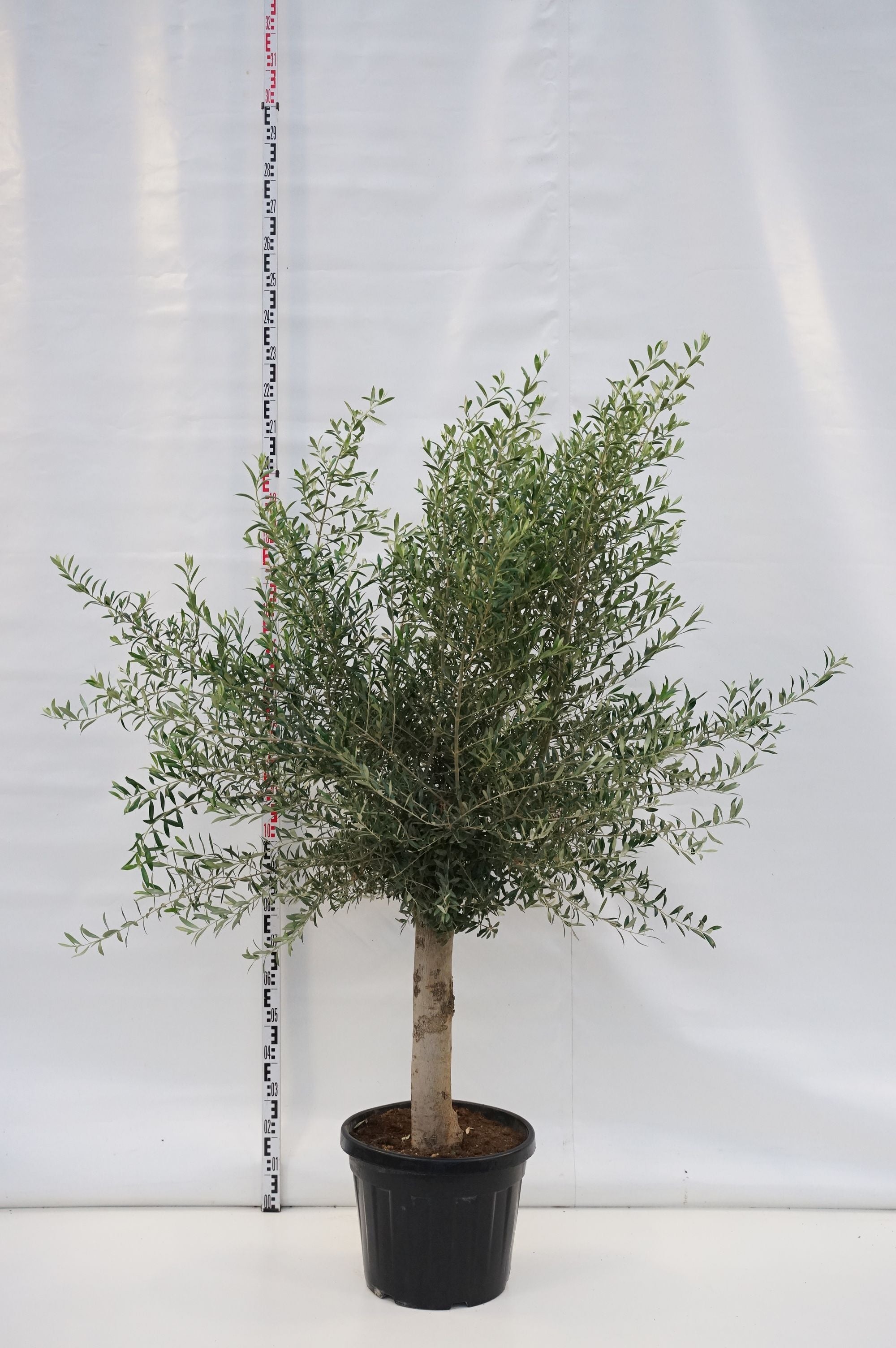Oliv europaea - 80 CM STEM C45