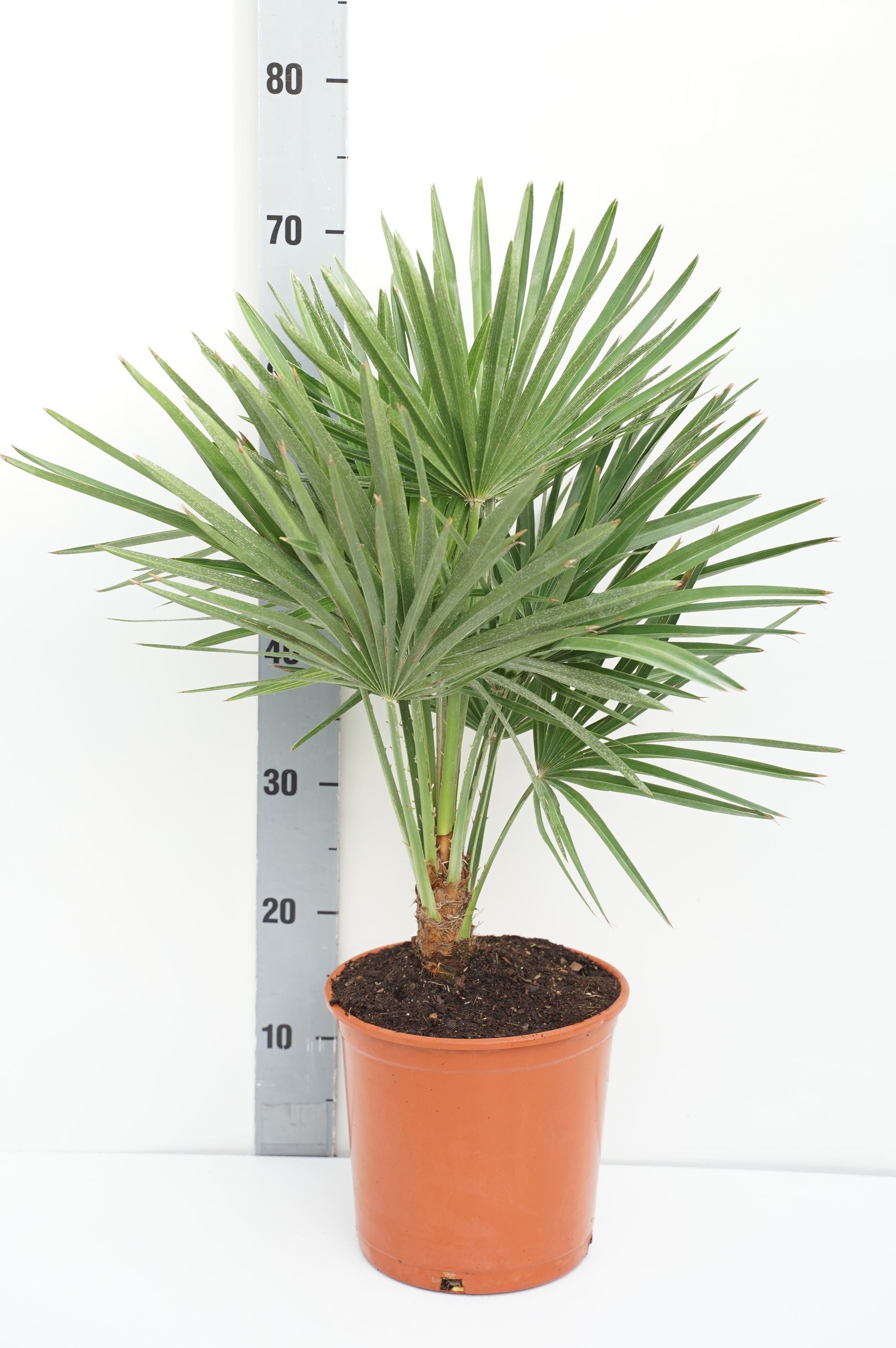 Dvärgpalm humilis - C5/P23 60-80 CM