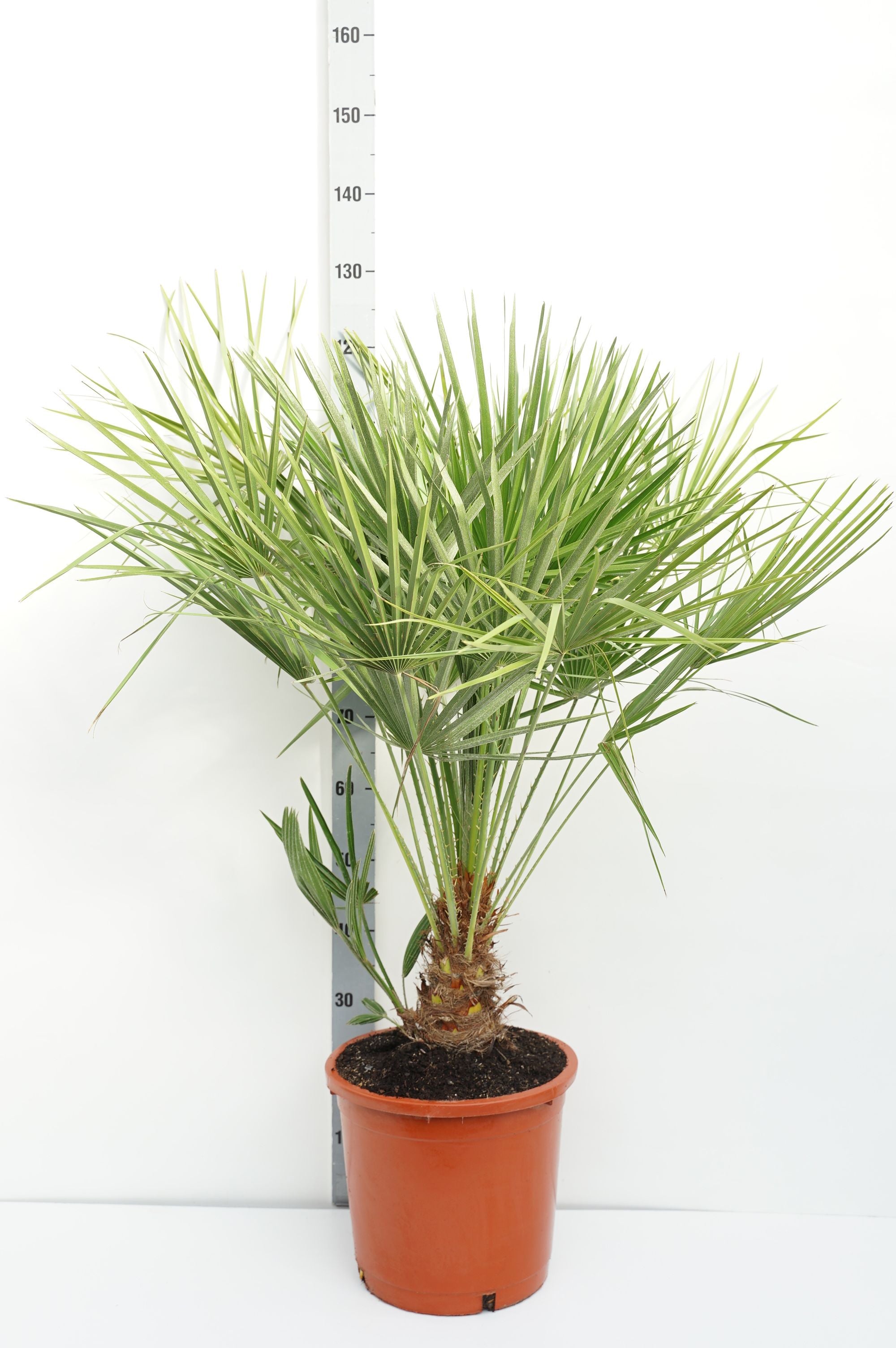 Dvärgpalm humilis - C15 100-125 CM