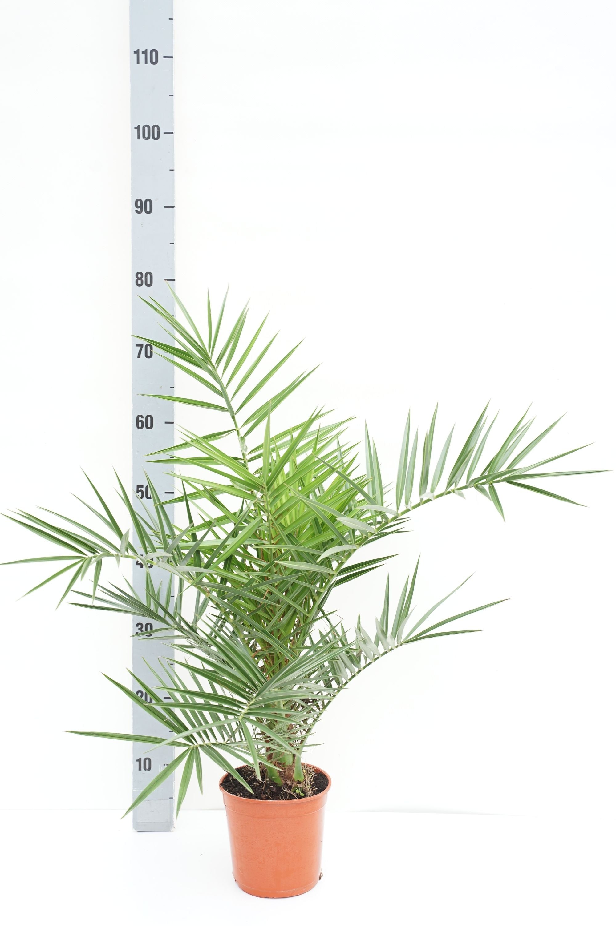 Dadelpalm canariensis - C1,5/P15 50-60 CM
