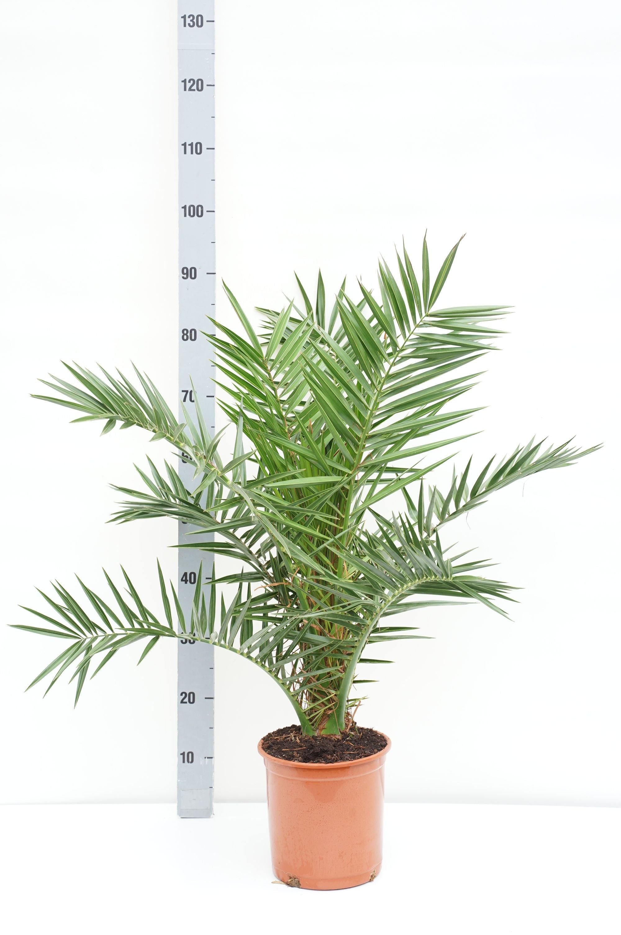 Dadelpalm canariensis - C5/P23 70-80 CM