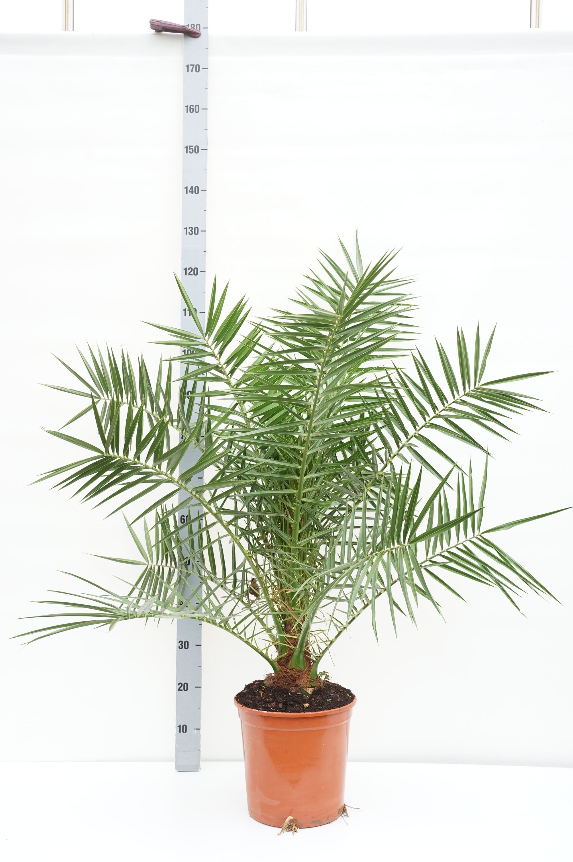 Dadelpalm canariensis - C10 120-130 CM