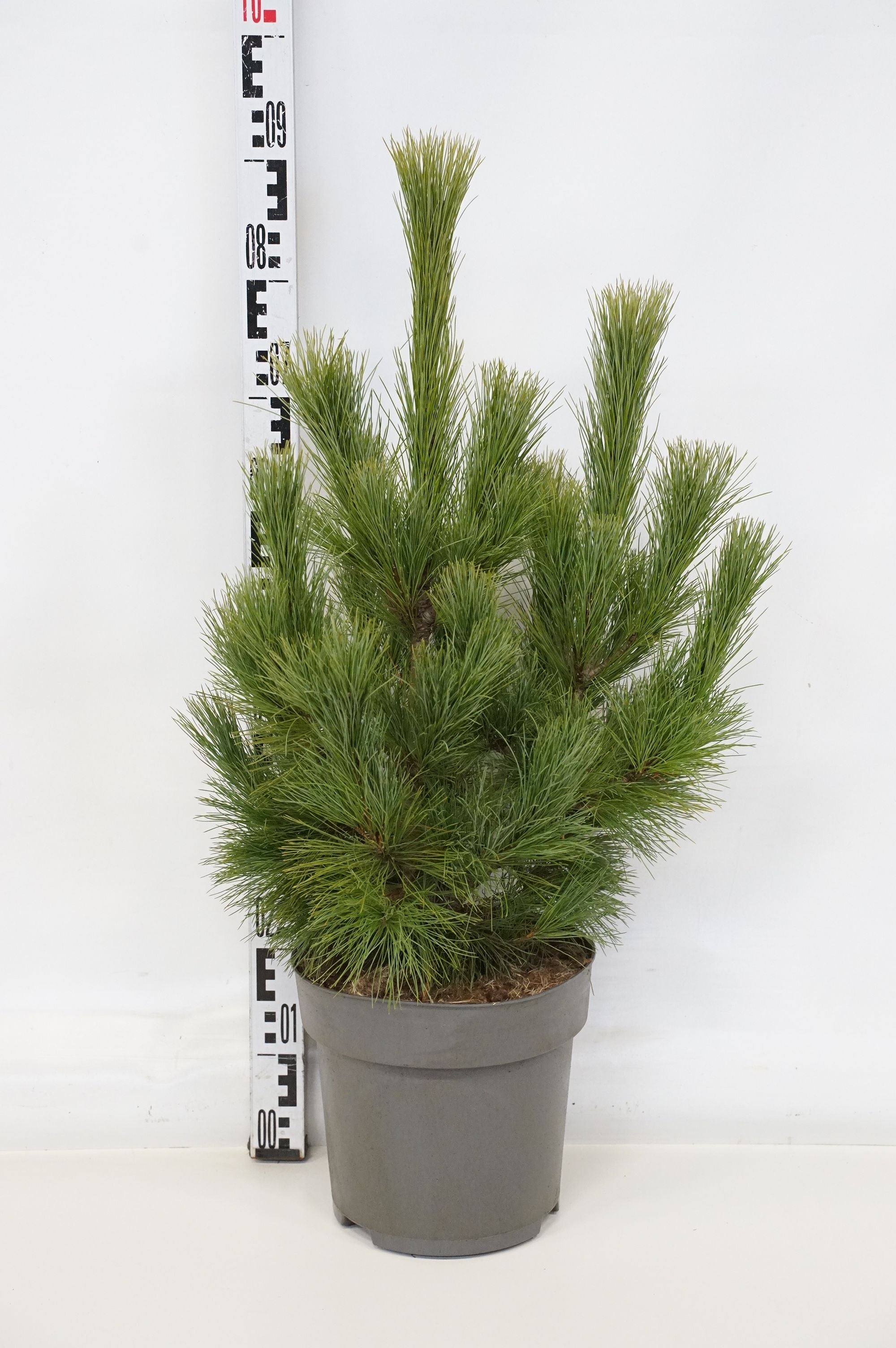 Tall peuce - C10 60-80 CM