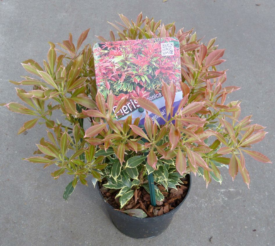Pieris jap. &