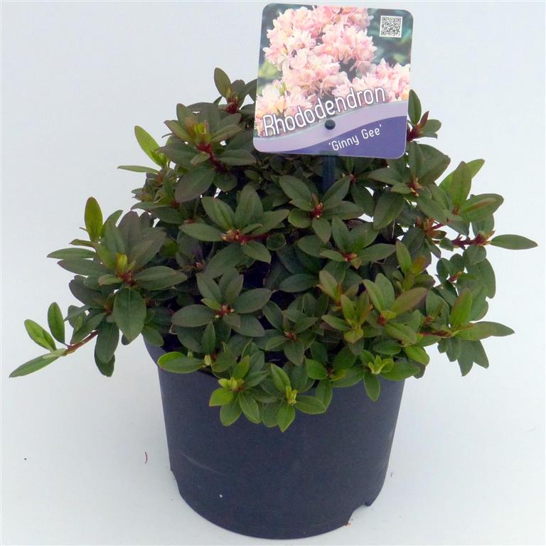 Rhododendron &
