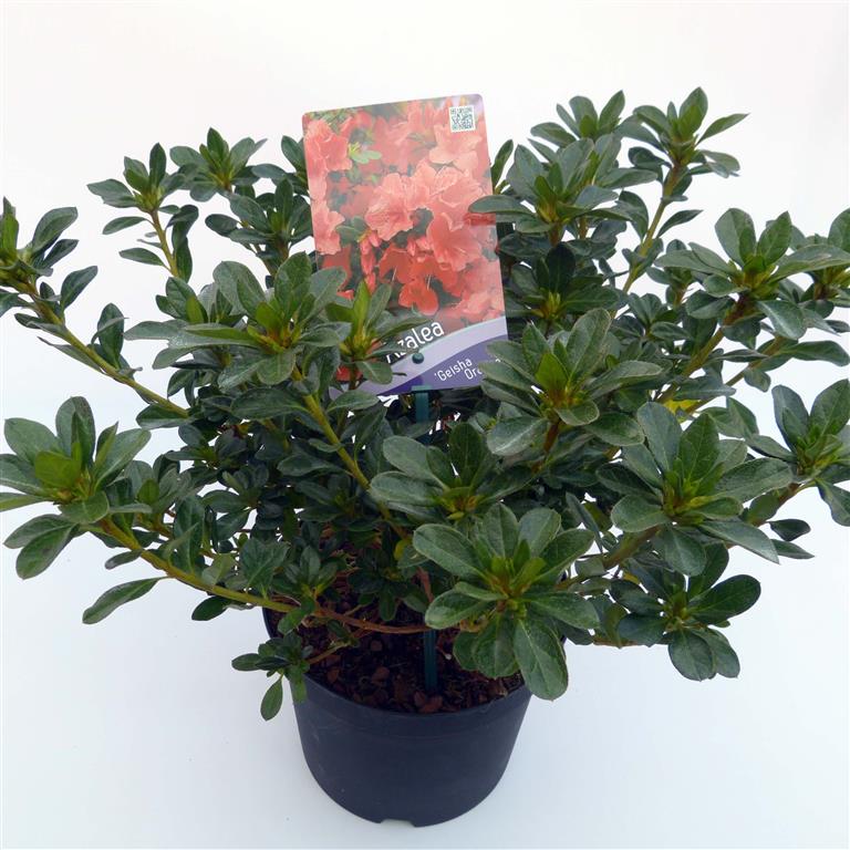 Rododendron (AJ) &