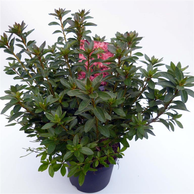 Rododendron (AJ) &