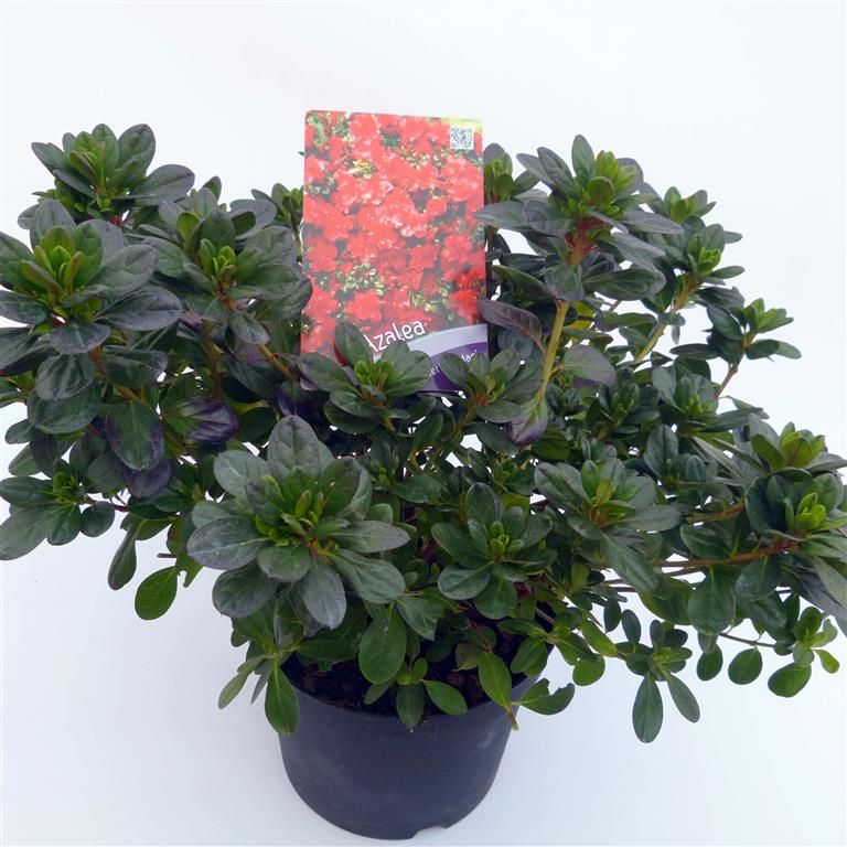 Rhododendron (AJ) &
